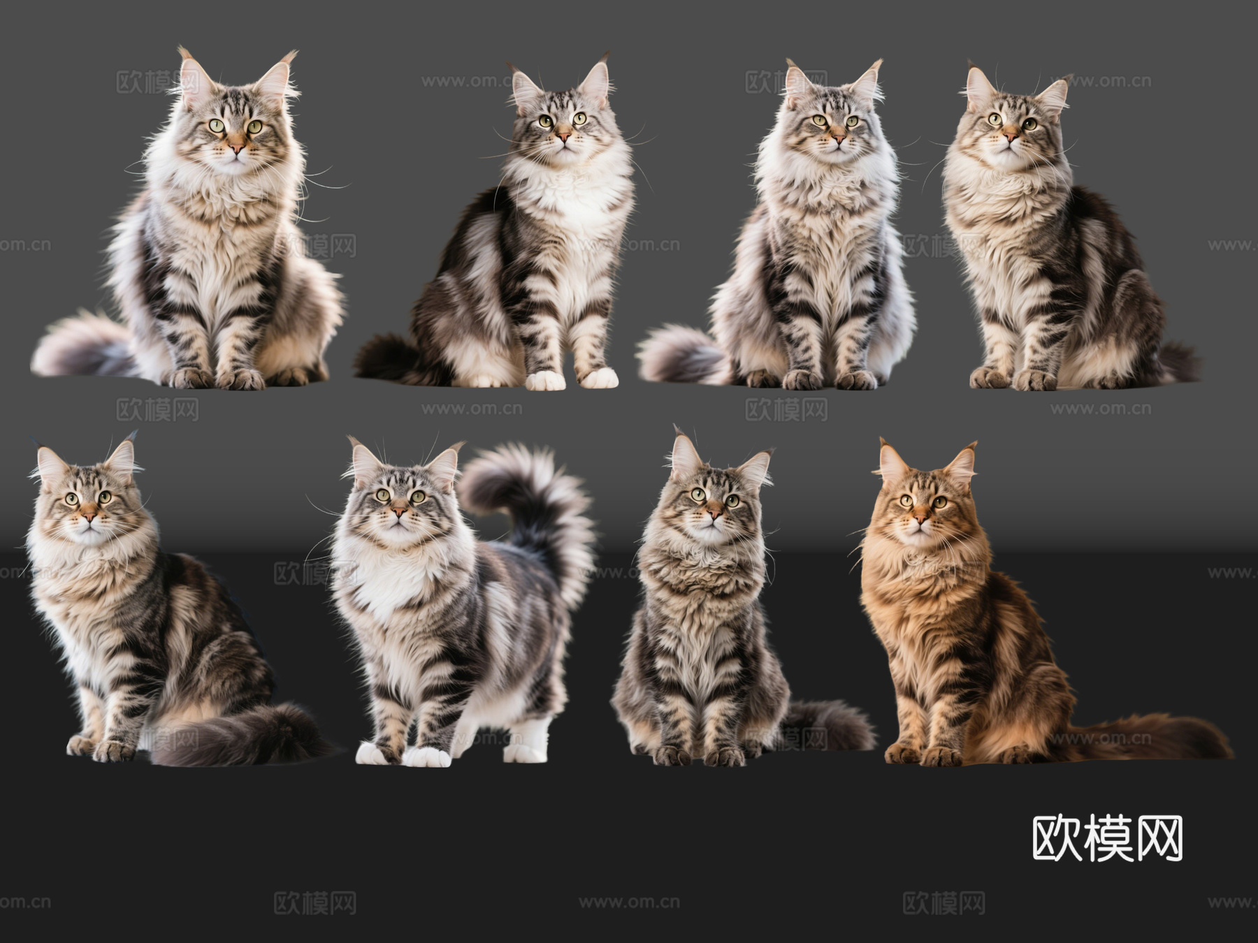 2D宠物猫 宠物 缅因猫 小猫咪 居家宠物su模型