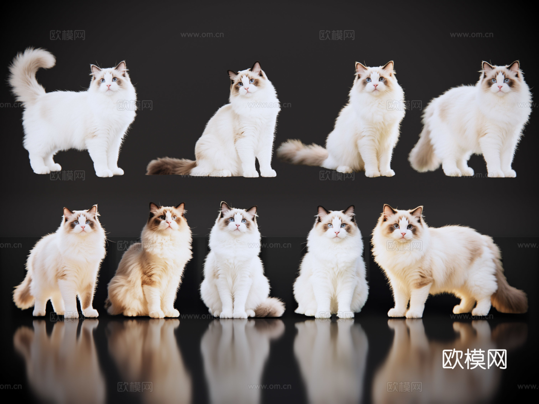 2D宠物猫 宠物 布偶猫 小猫咪 居家宠物su模型