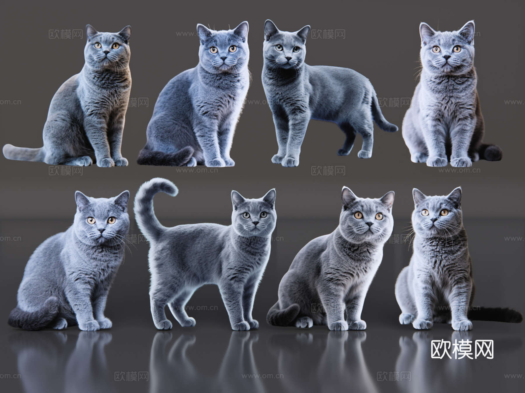 2D宠物猫 宠物 蓝猫 小猫咪 居家宠物su模型