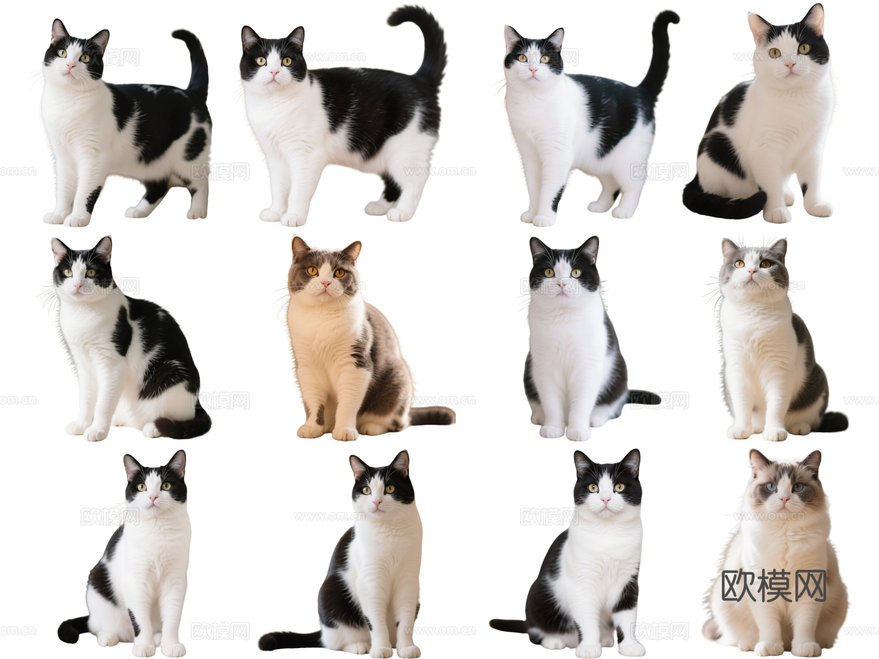 PS免抠宠物猫 宠物 奶牛猫 小猫咪 居家宠物