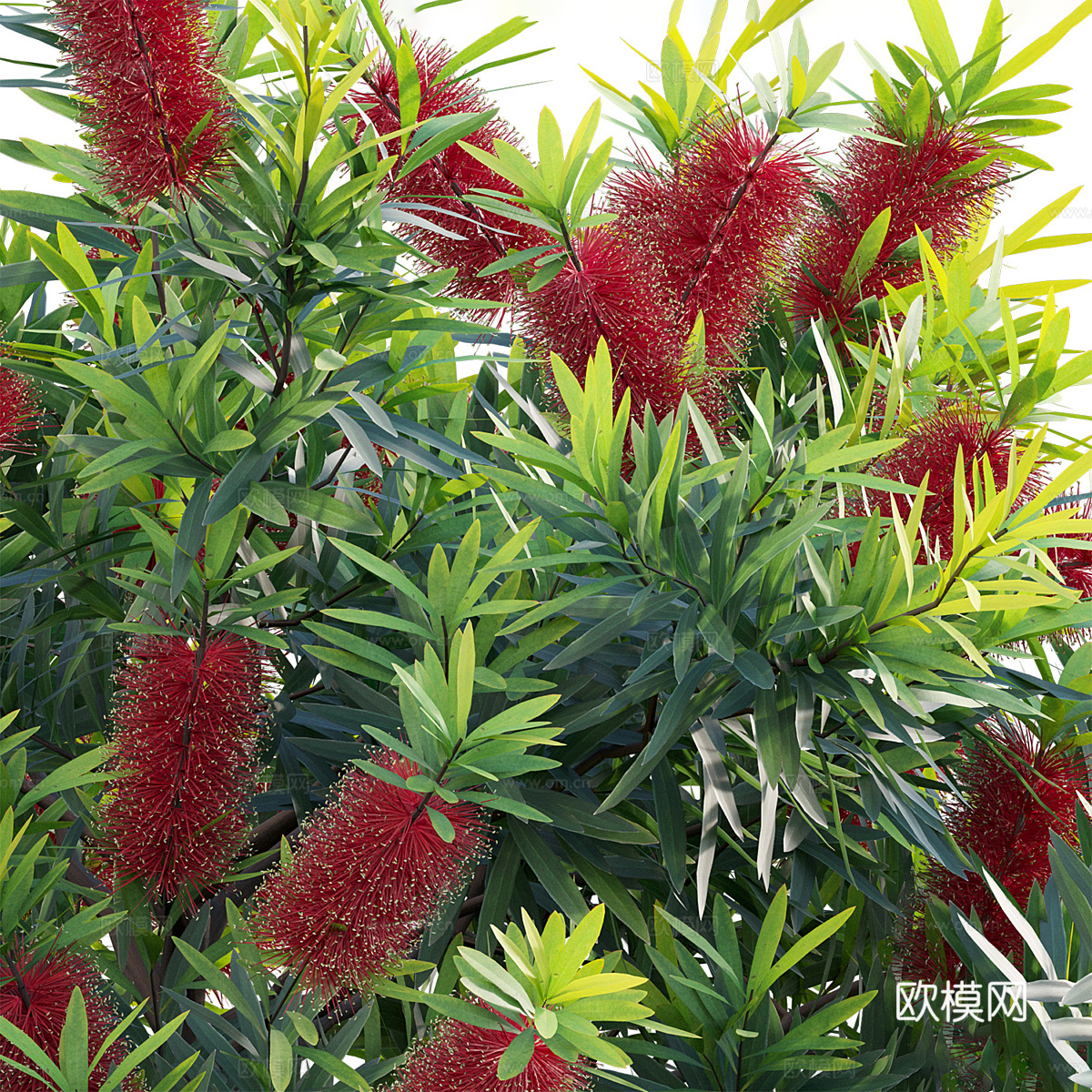 灌木 花丛3d模型