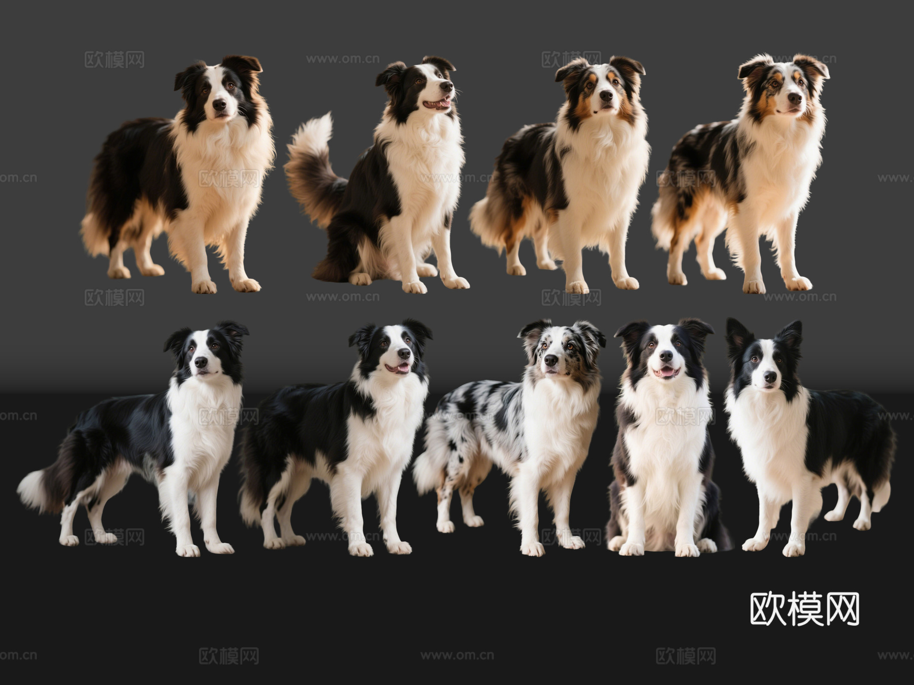 2D宠物狗 宠物 边牧 边境牧羊犬 中型宠物狗 居家宠物su模型