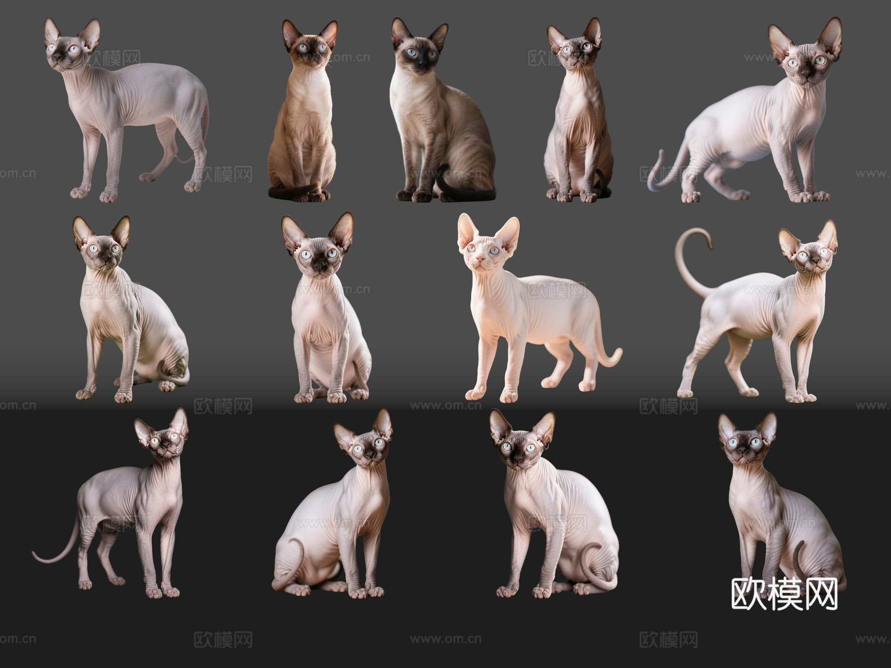 2D宠物猫 宠物 无毛猫 斯芬克斯 小猫咪 居家宠物su模型