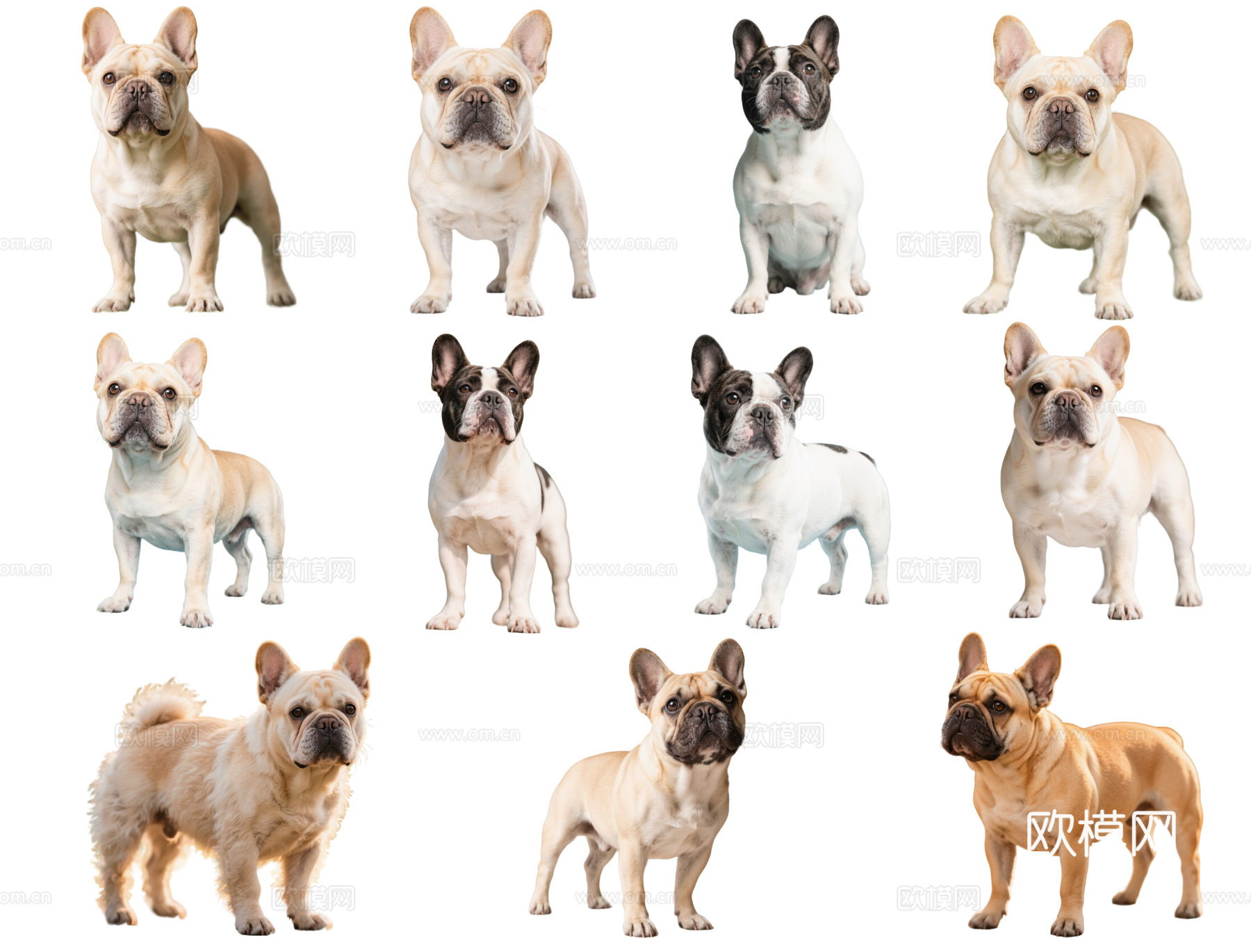 PS免抠宠物狗 宠物 法斗 法国斗牛犬 小型宠物狗 居家宠物