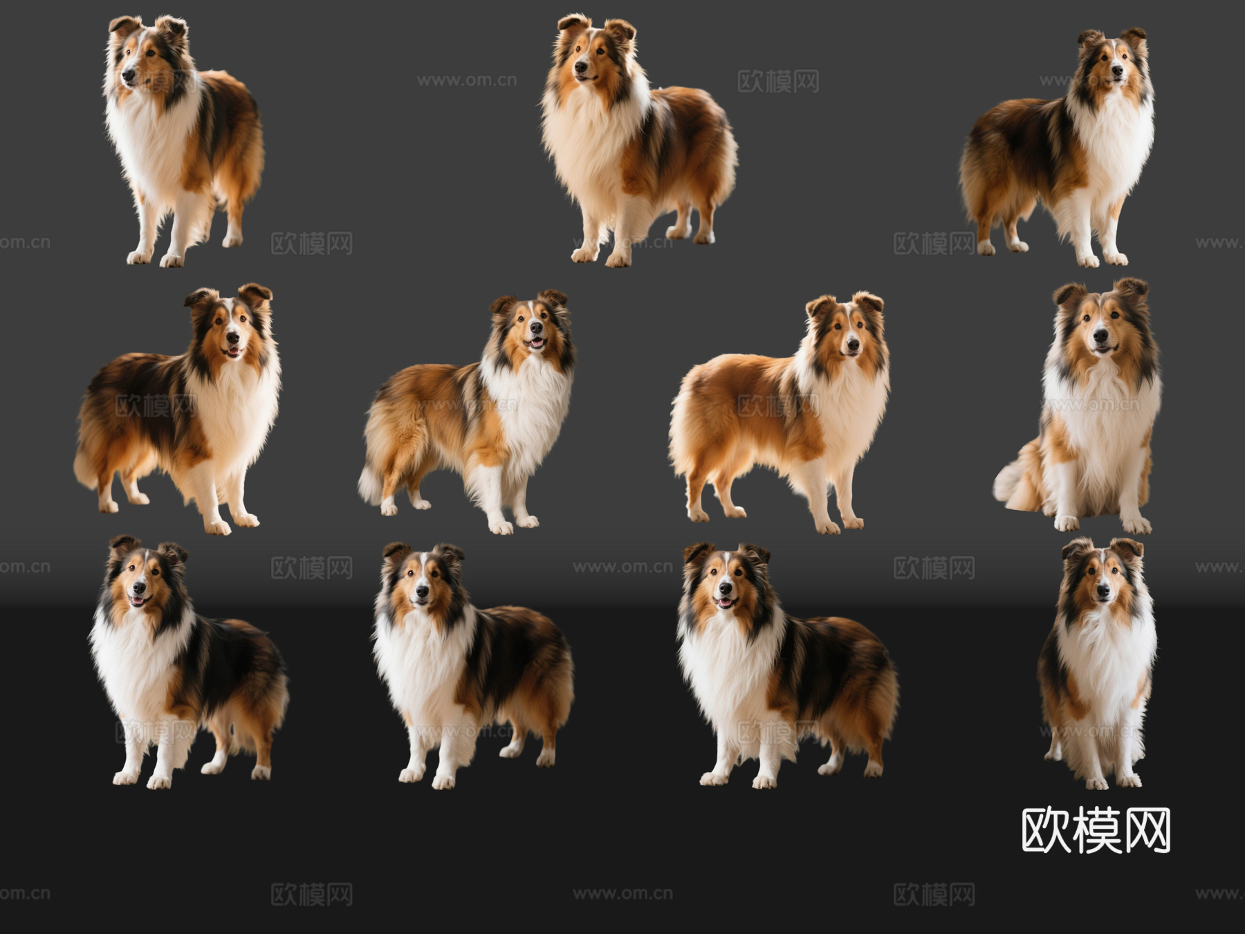 2D宠物狗 宠物 苏牧 苏格兰牧羊犬 中型宠物狗 居家宠物su模型