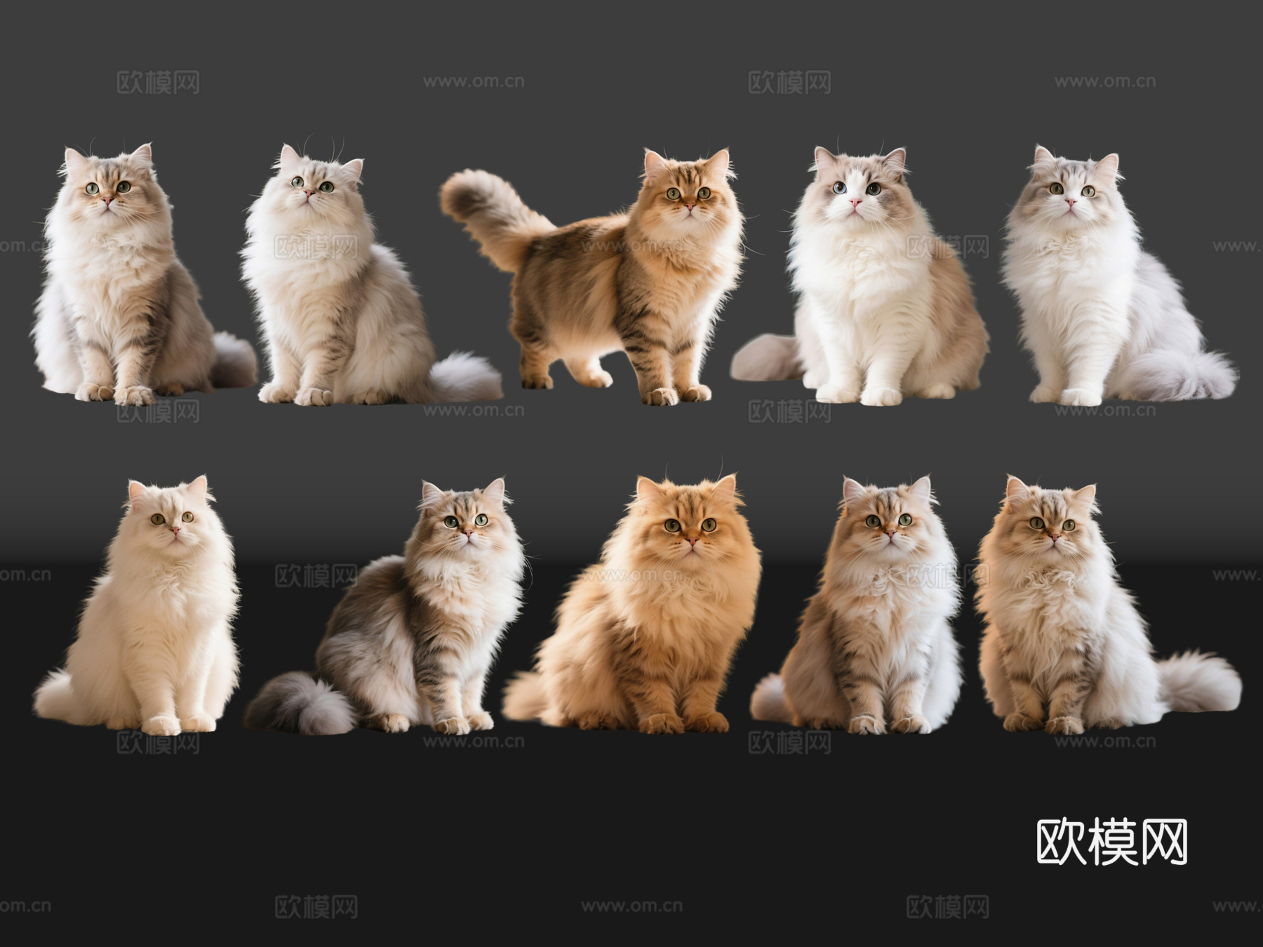 2D宠物猫 波斯猫 小猫咪 居家宠物su模型
