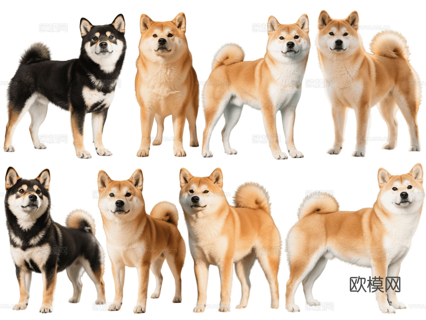 PS免抠宠物狗 宠物 日本柴犬 柴桑 小型宠物狗 居家宠物