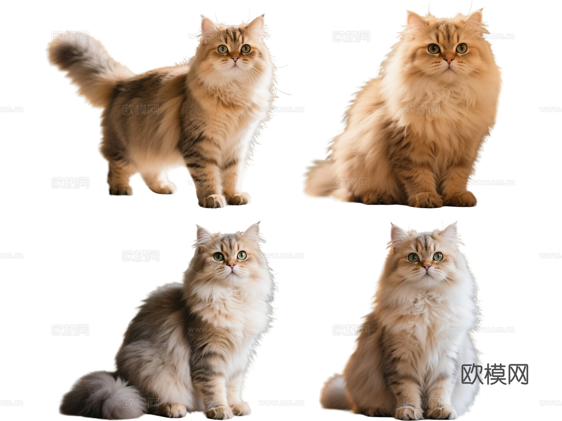 PS免抠宠物猫 宠物 波斯猫 小猫咪 居家宠物