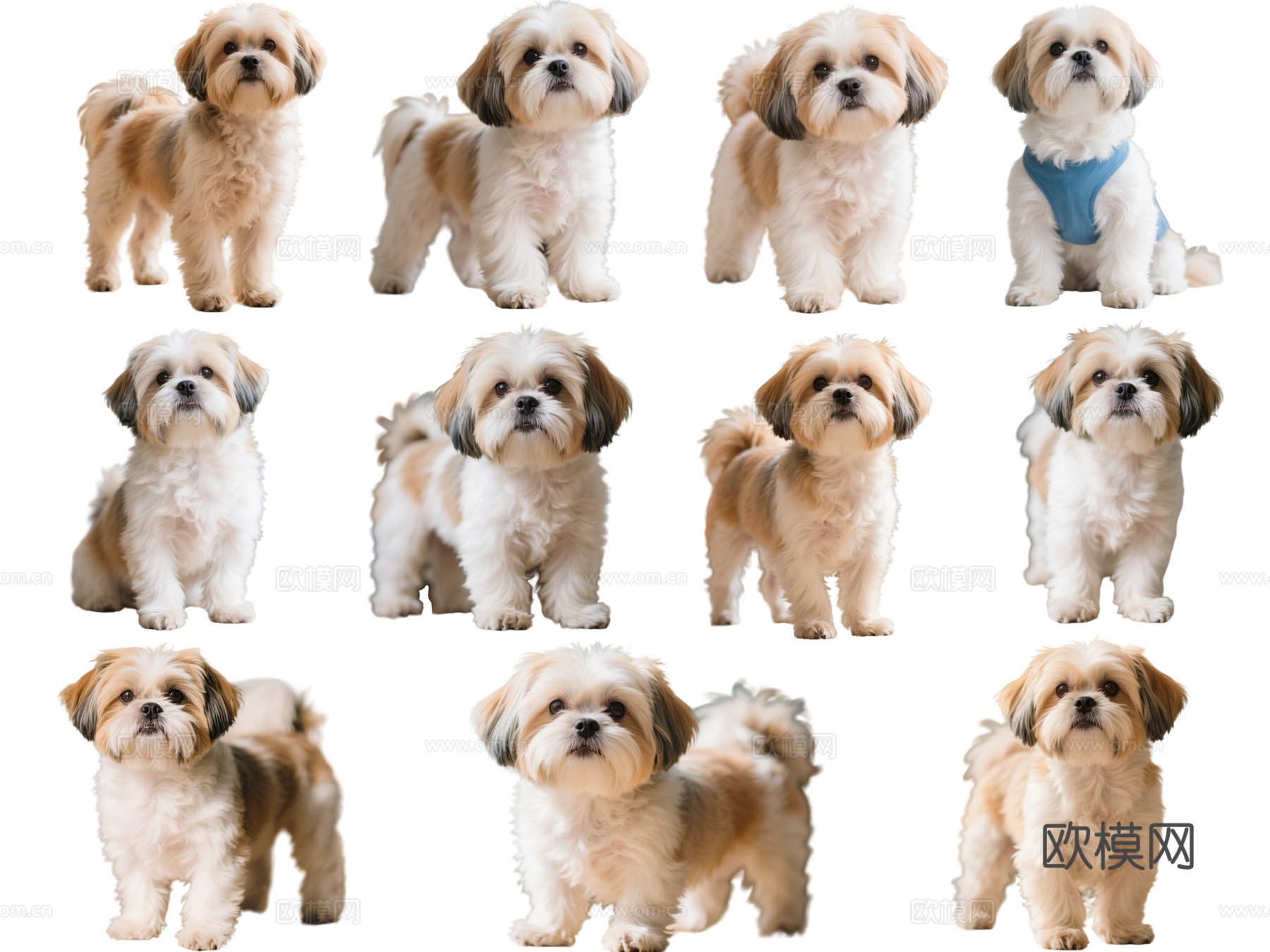 PS免抠宠物狗 宠物 西施犬 中型宠物狗 居家宠物
