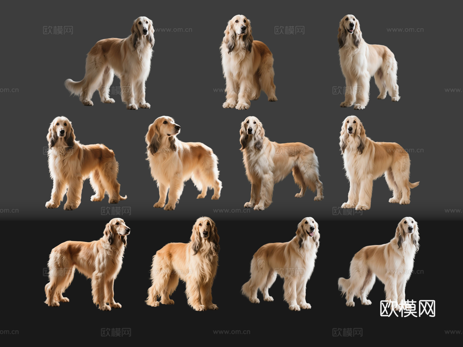 2D宠物狗 宠物 阿富汗猎犬 大型宠物狗 居家宠物su模型