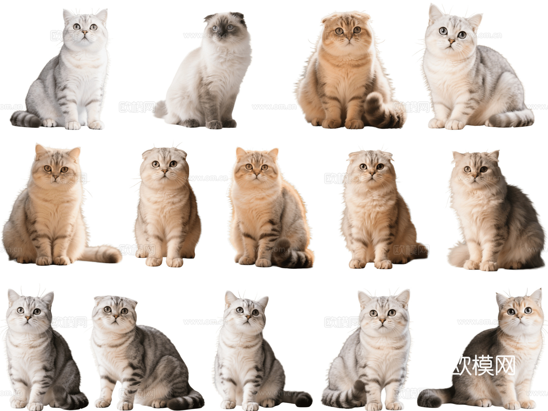 PS免抠宠物猫 宠物 折耳猫 小猫咪 居家宠物