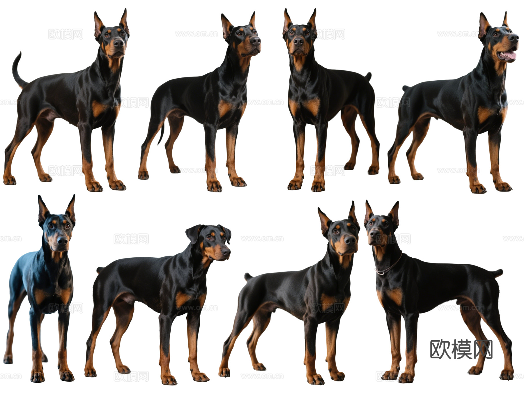 PS免抠宠物狗 宠物 杜宾犬 中型宠物狗 居家宠物