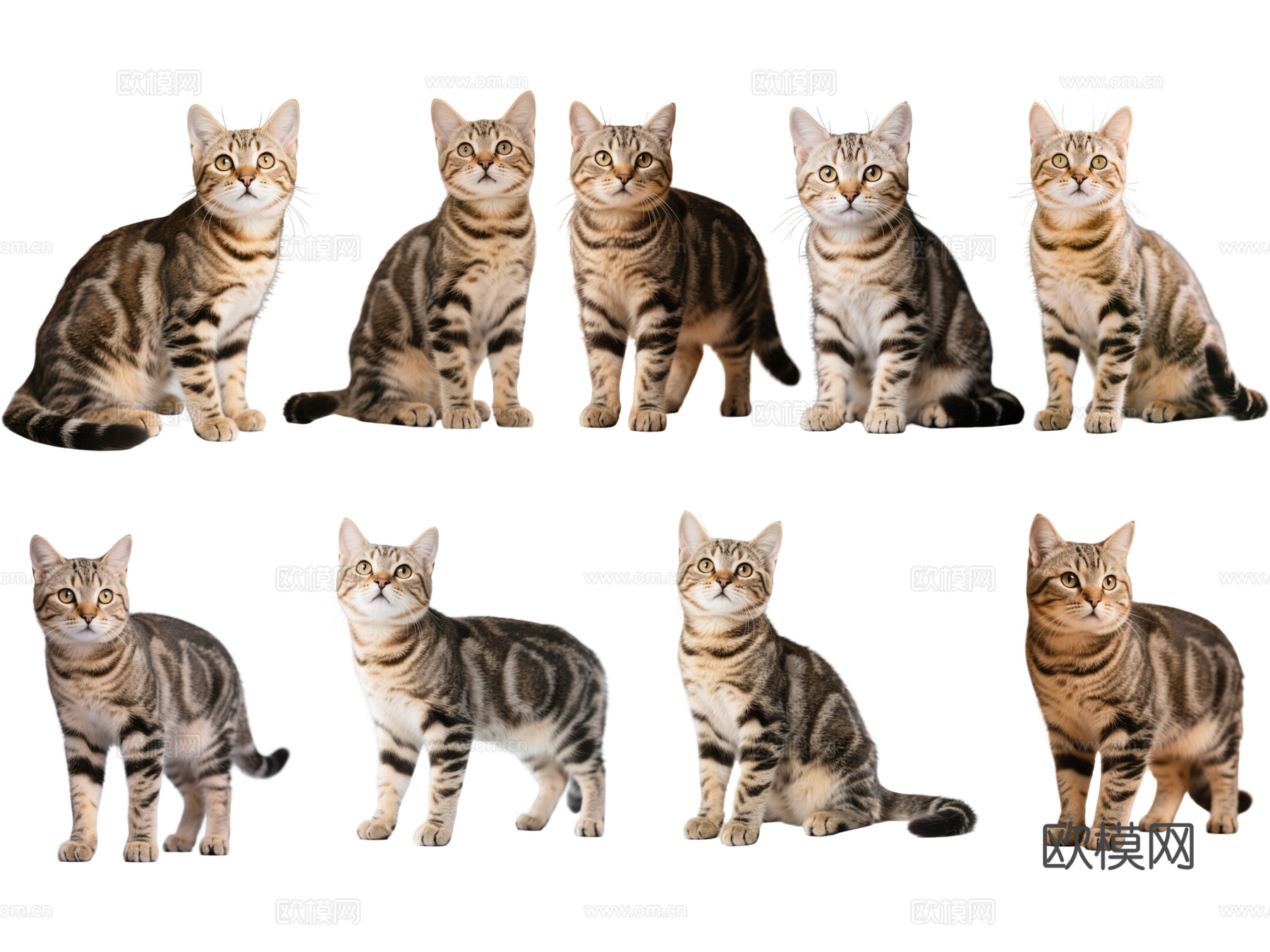 PS免抠宠物猫 宠物 狸花猫 小猫咪 居家宠物