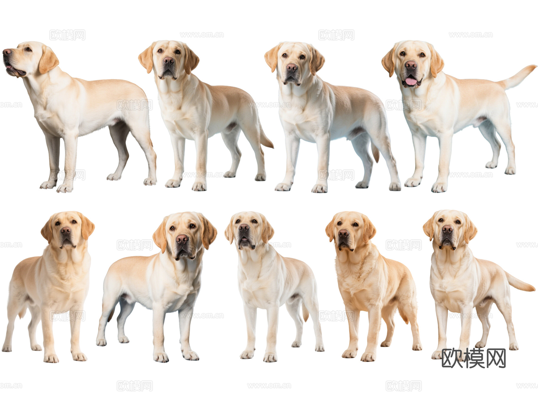 PS免抠宠物狗 宠物 拉布拉多 中型宠物狗 居家宠物