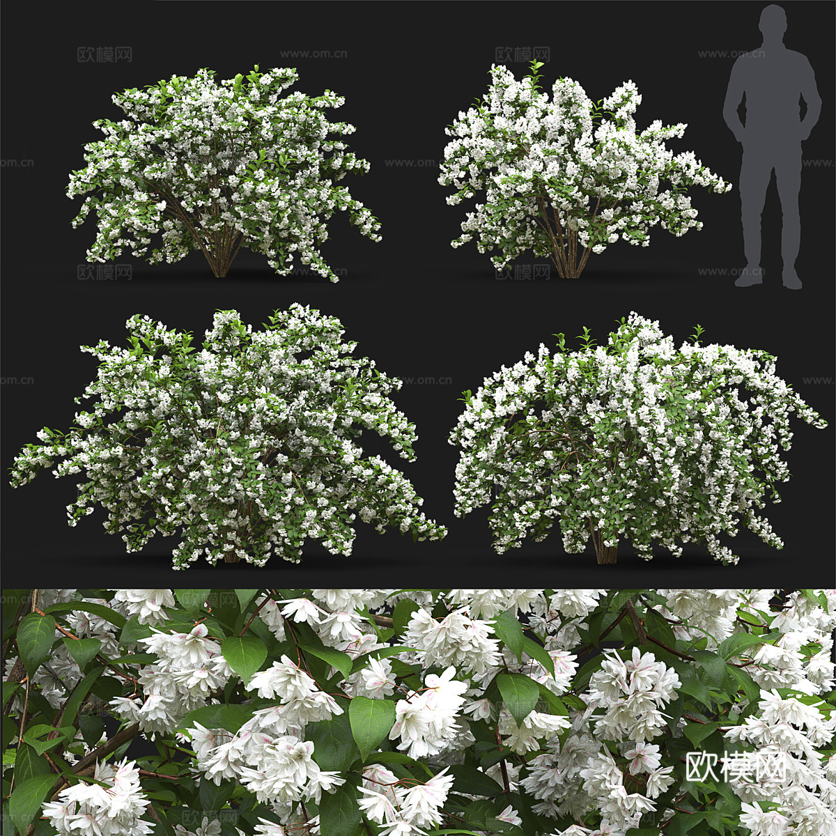 灌木 花丛3d模型