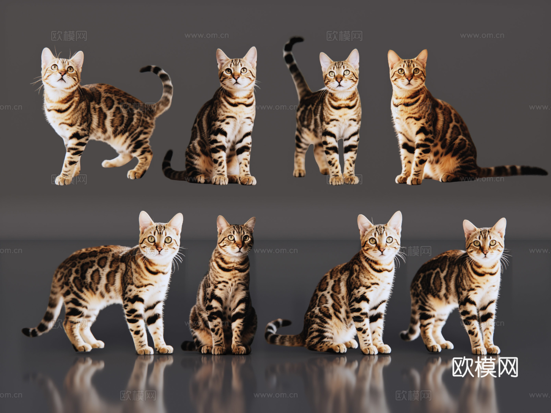 2D宠物猫 豹猫 小猫咪 居家宠物su模型