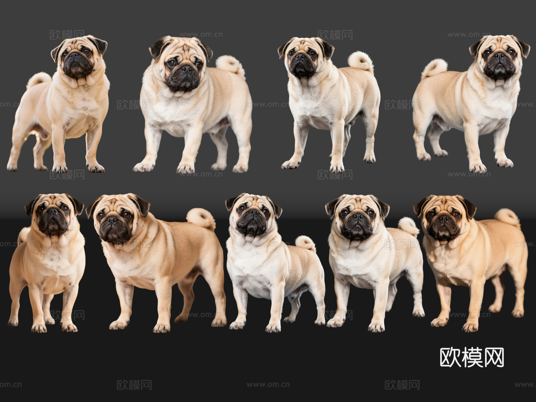 2D宠物狗 宠物 巴哥犬 小型宠物狗 居家宠物su模型