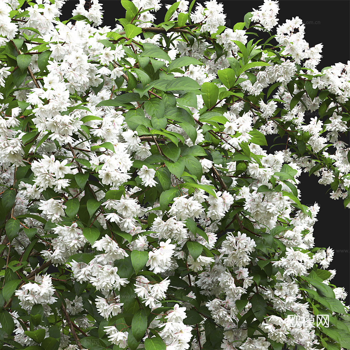 灌木 花丛3d模型