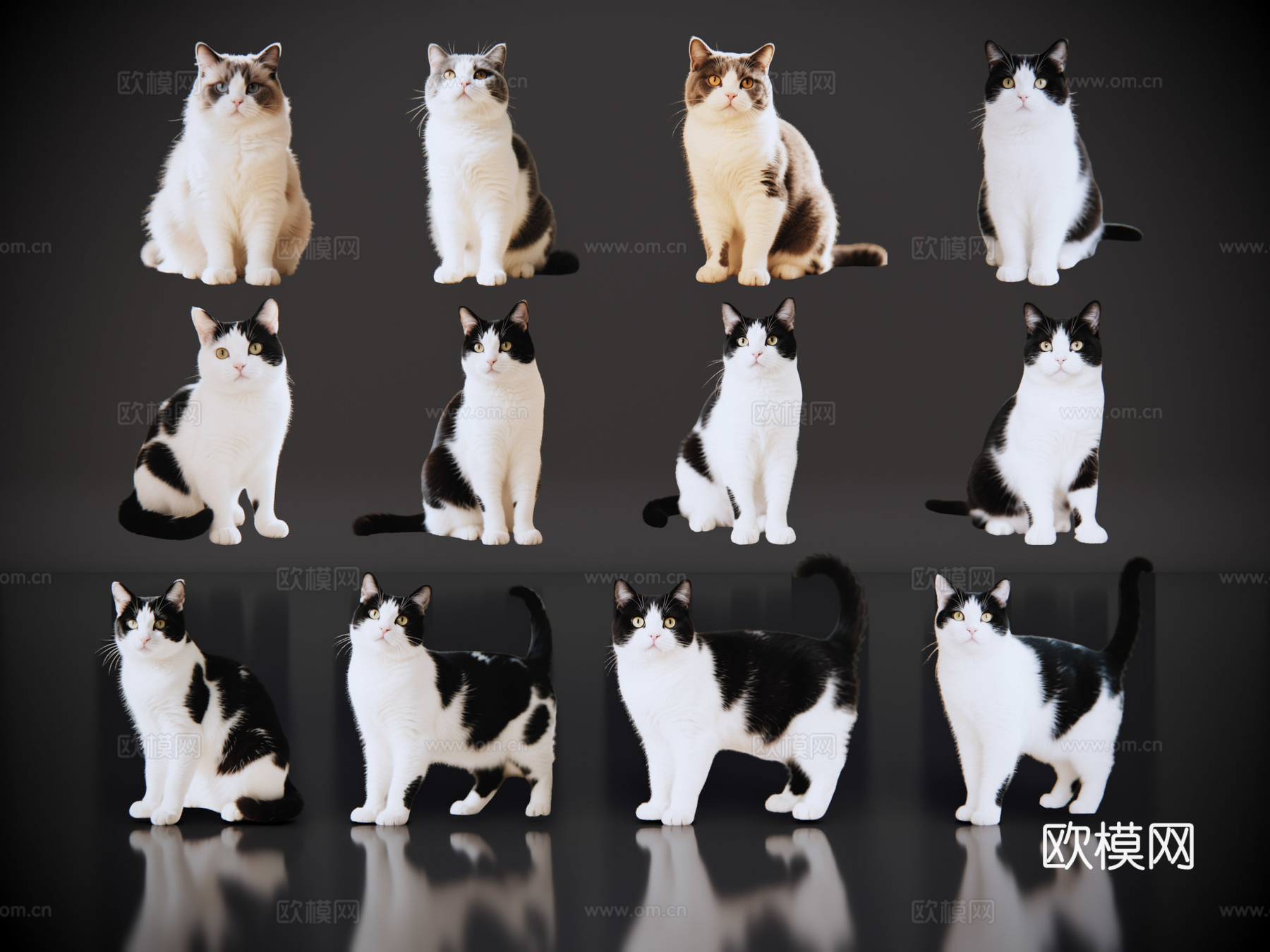2D宠物猫 宠物 奶牛猫 小猫咪 居家宠物su模型
