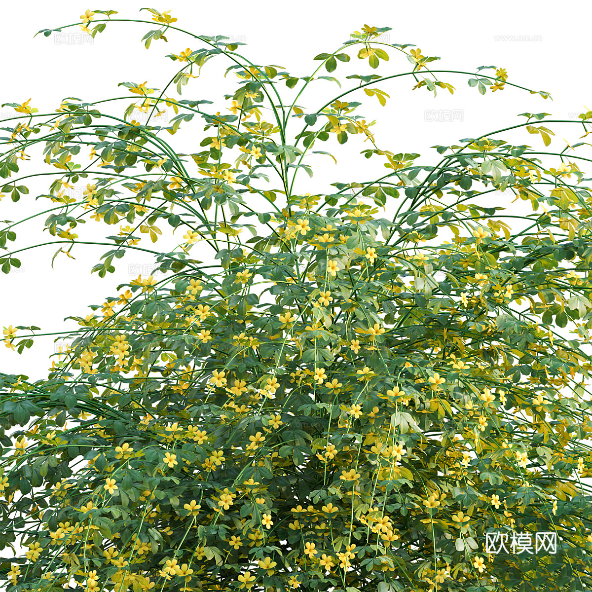 茉莉花 花丛3d模型