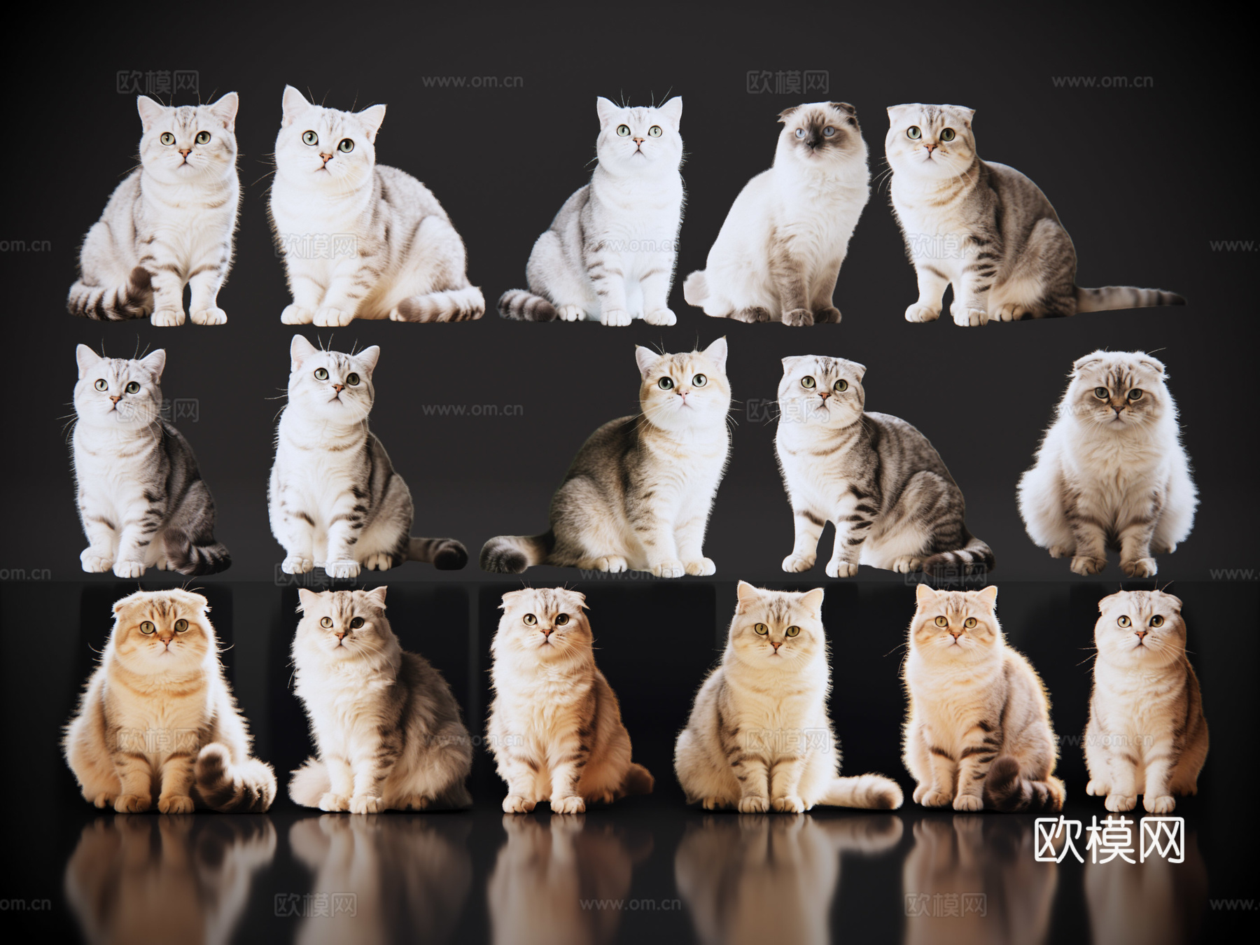 2D宠物猫 宠物 折耳猫 小猫咪 居家宠物su模型