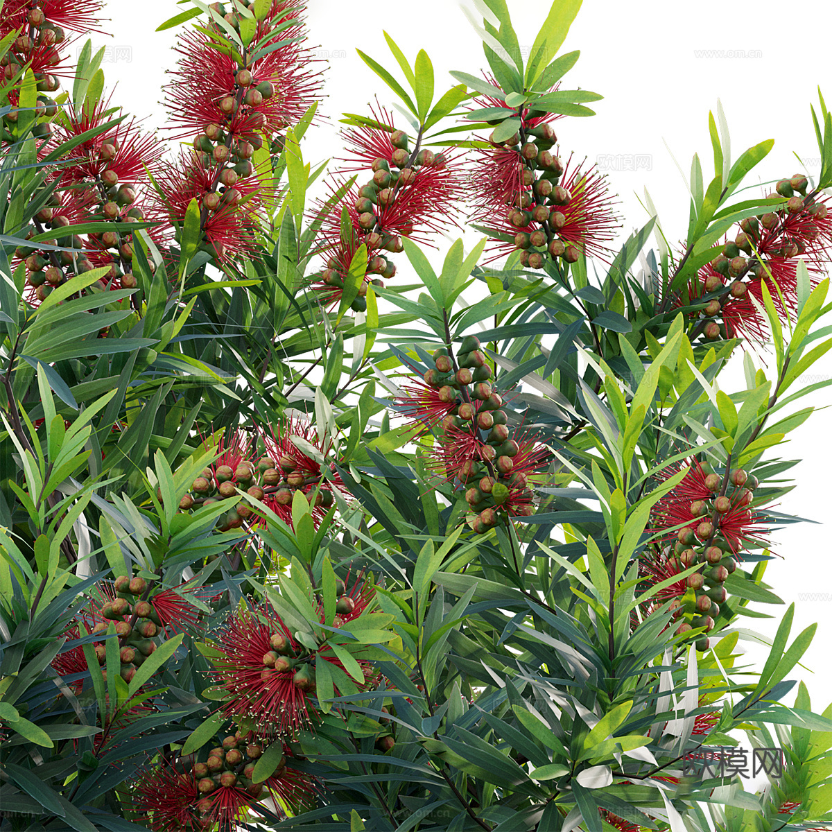 灌木 花丛3d模型