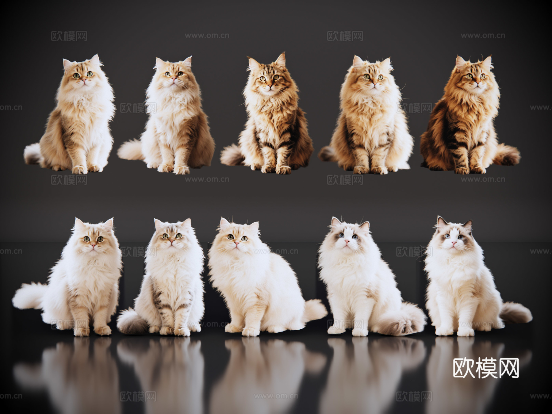 2D宠物猫 宠物 狮子猫 小猫咪 居家宠物su模型