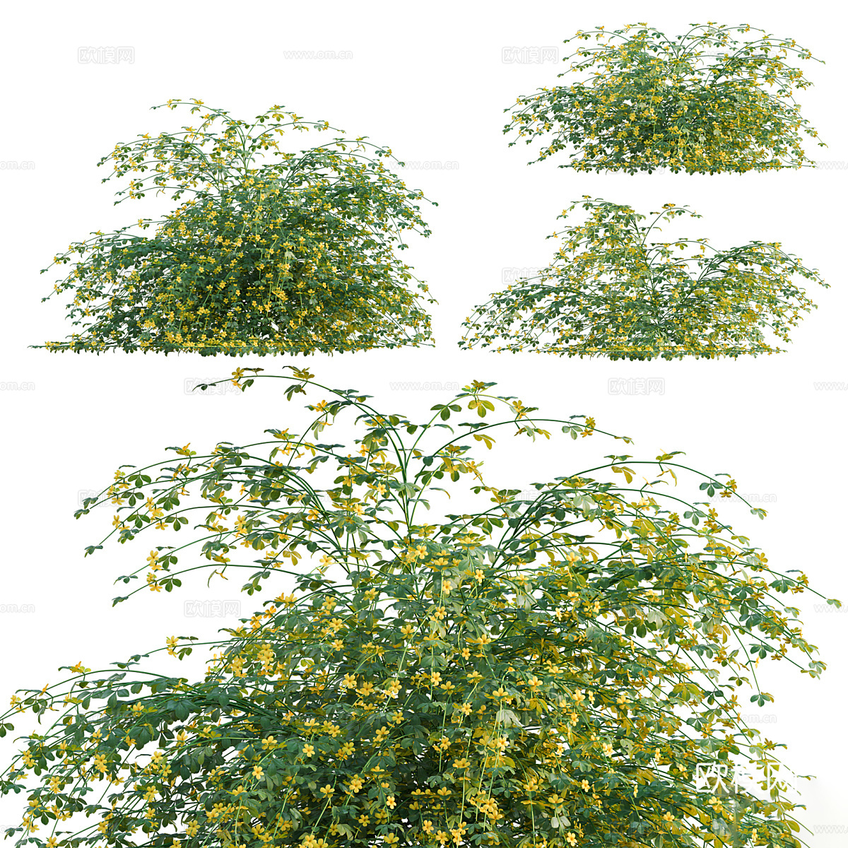 茉莉花 花丛3d模型