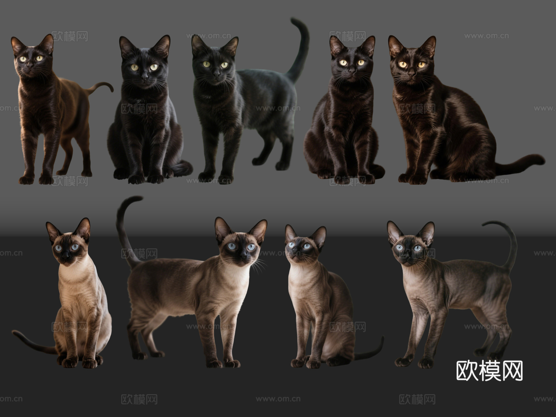 2D宠物猫 宠物 三孟买花猫 小猫咪 居家宠物su模型