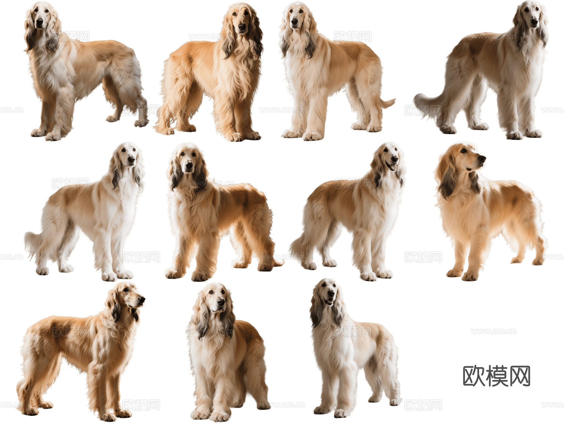 PS免抠宠物狗 宠物 阿富汗猎犬 大型宠物狗 居家宠物