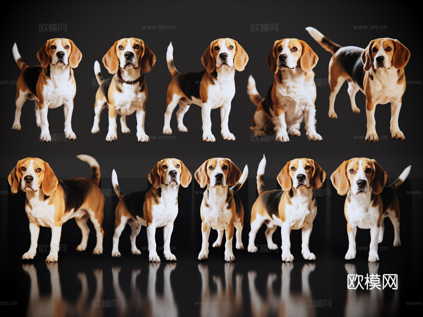 2D宠物狗 宠物 比格犬 小型宠物狗 居家宠物su模型