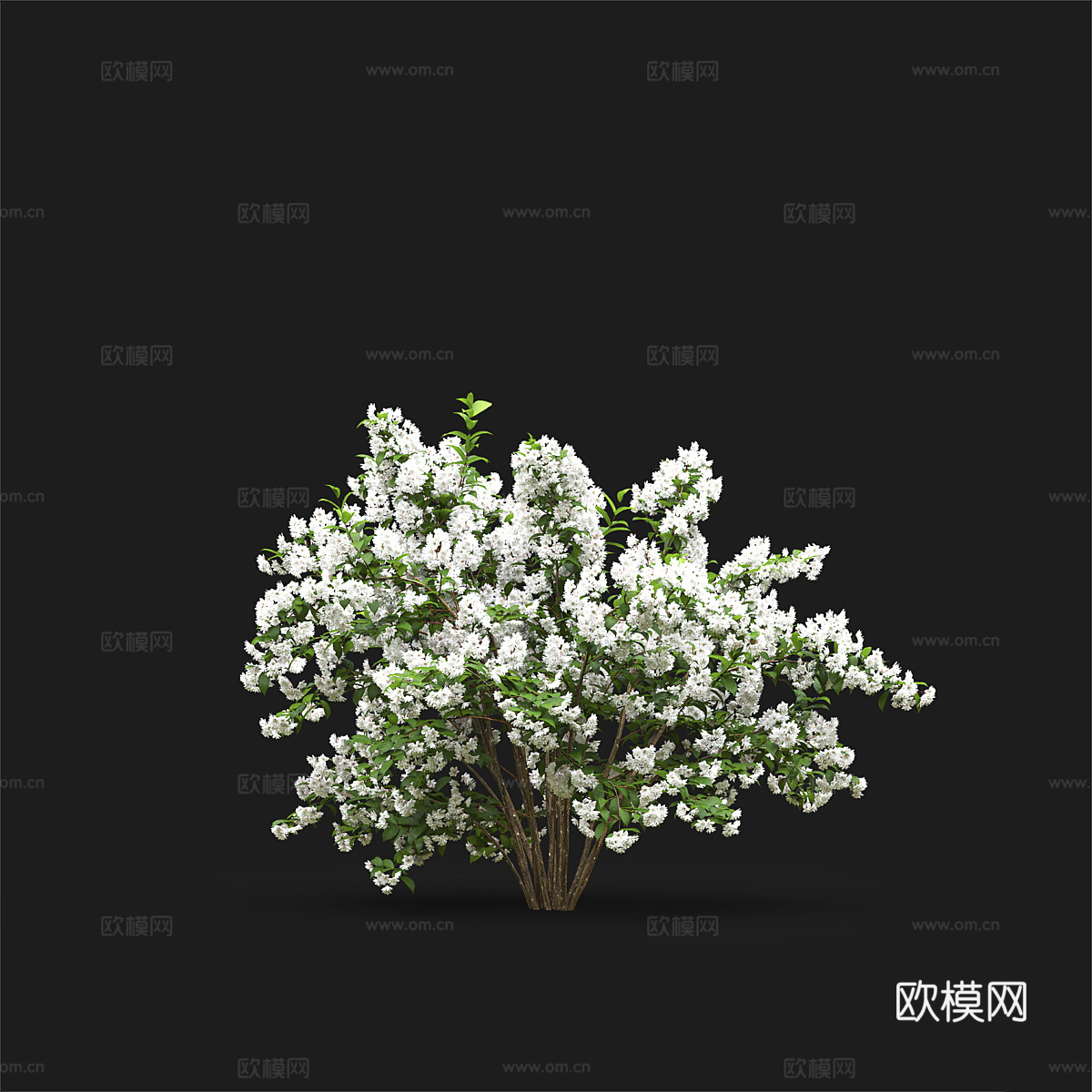 灌木 花丛3d模型