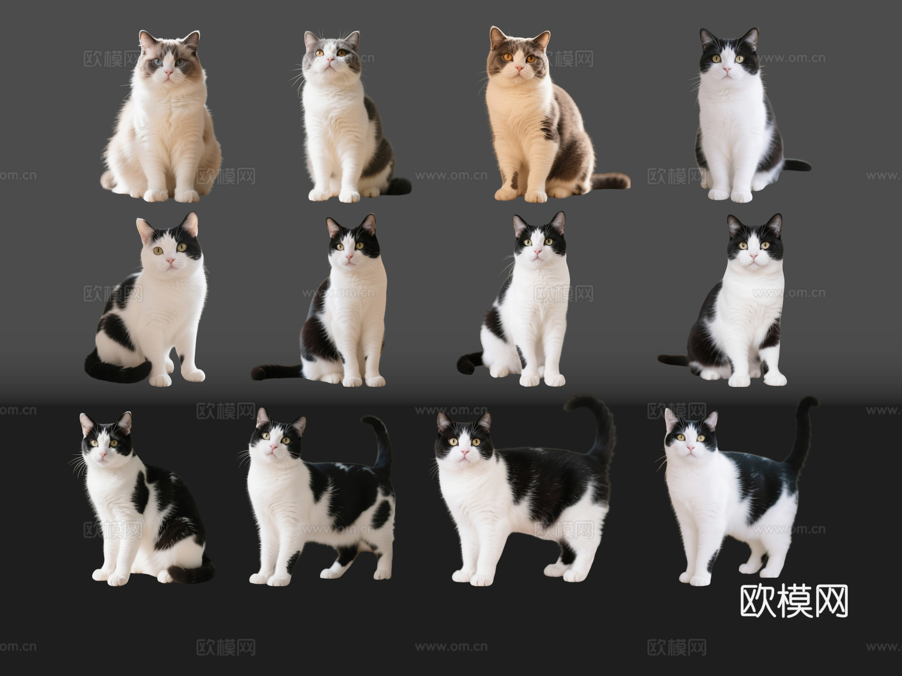 2D宠物猫 宠物 奶牛猫 小猫咪 居家宠物su模型