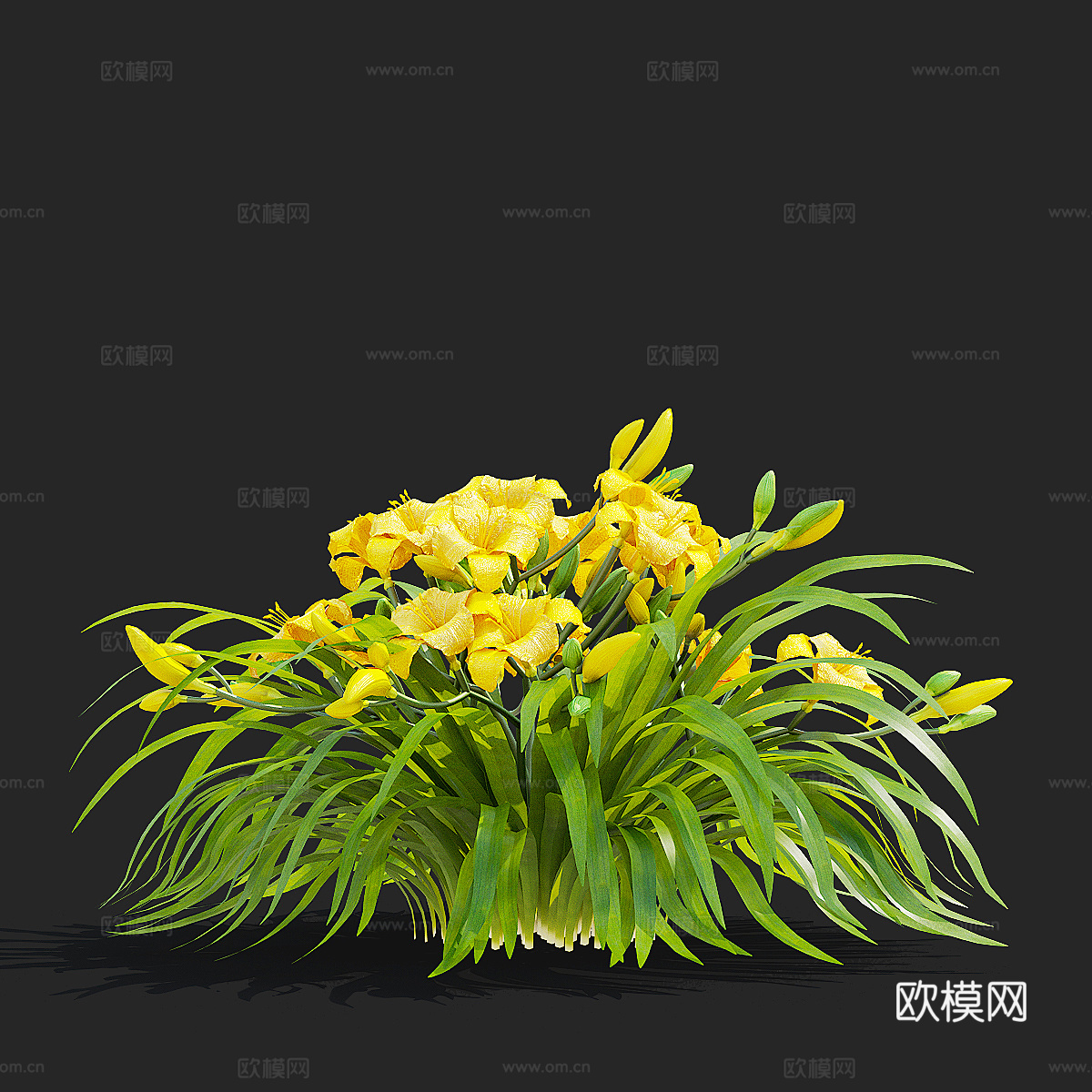 黄花菜 花丛3d模型