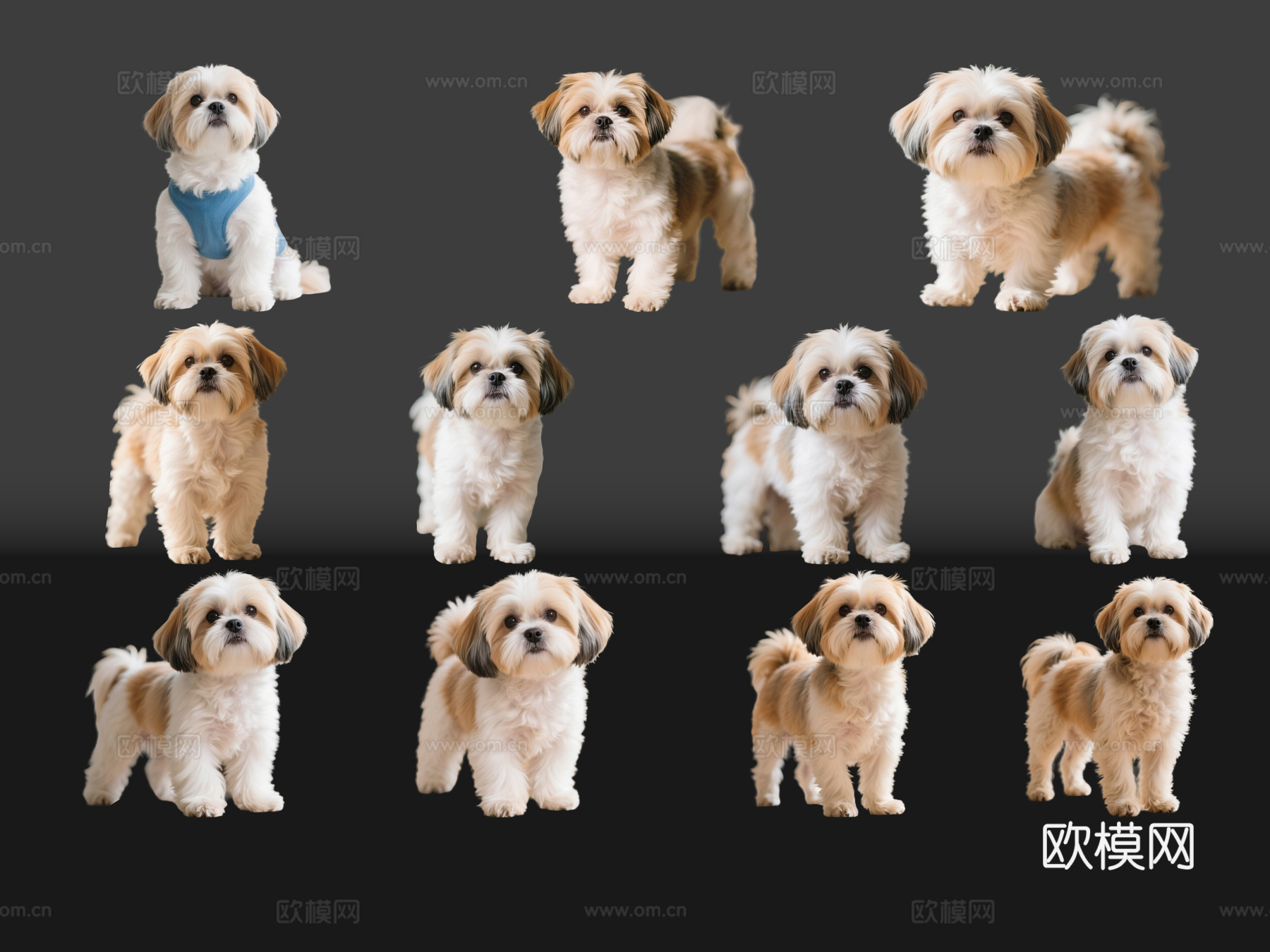 2D宠物狗 宠物 西施犬 中型宠物狗 居家宠物su模型