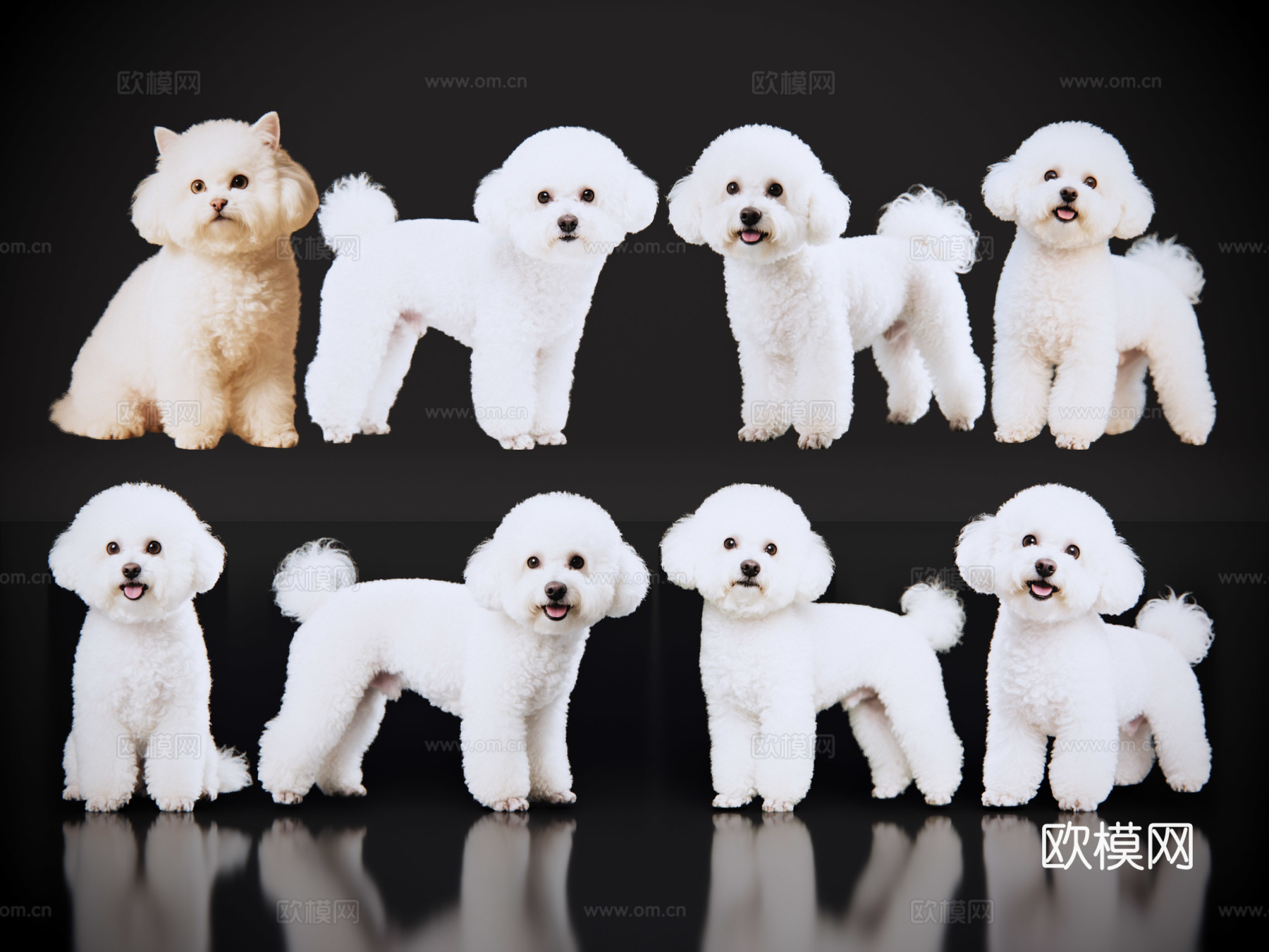2D宠物狗 宠物 比熊犬 小型宠物狗 居家宠物su模型