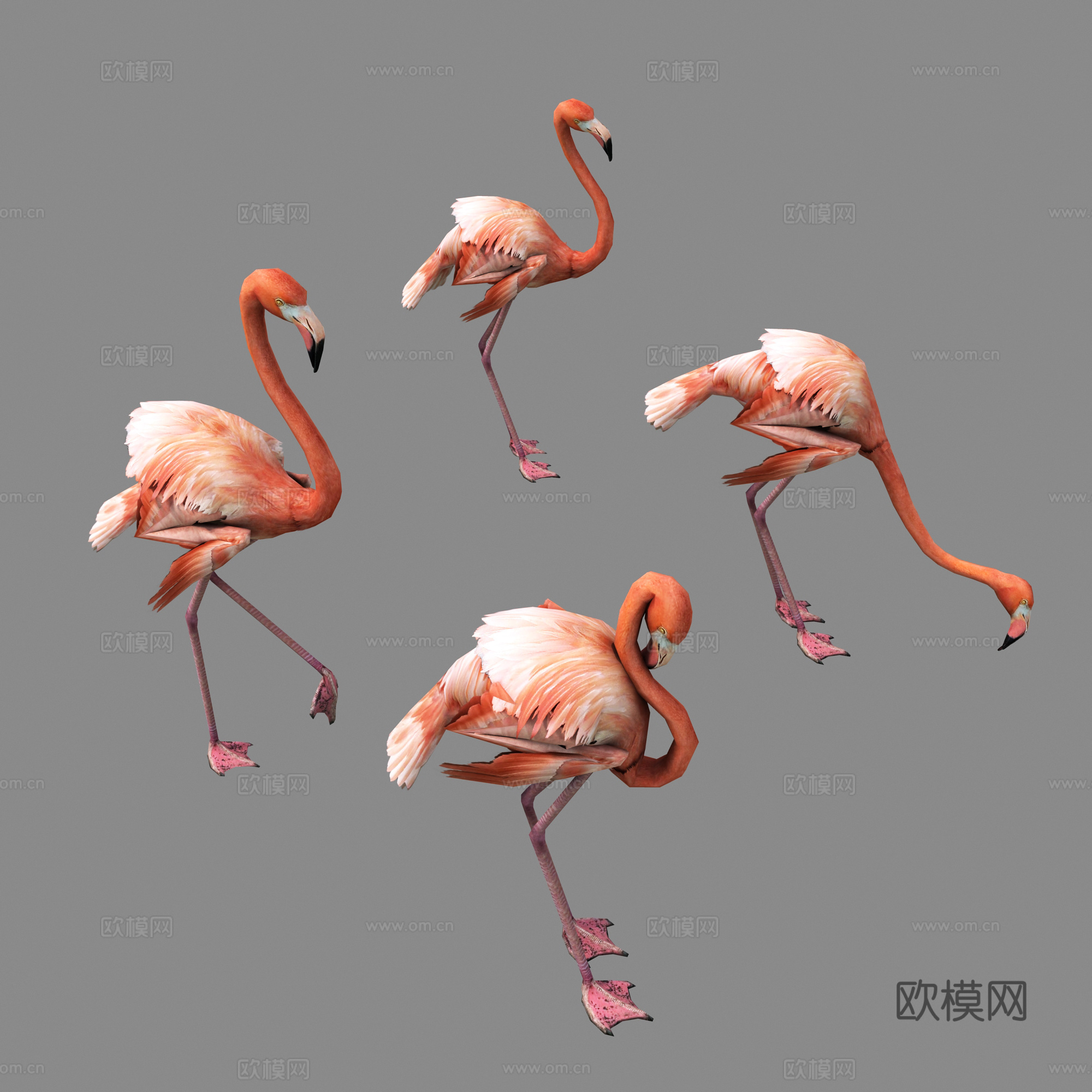 其它火烈鸟 鸟 鸟类 鹤 动物3d模型