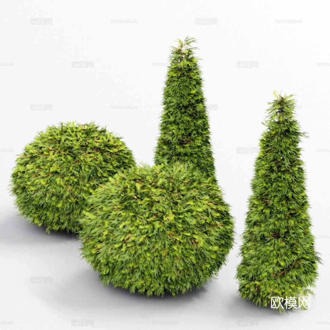 侧柏 灌木3d模型