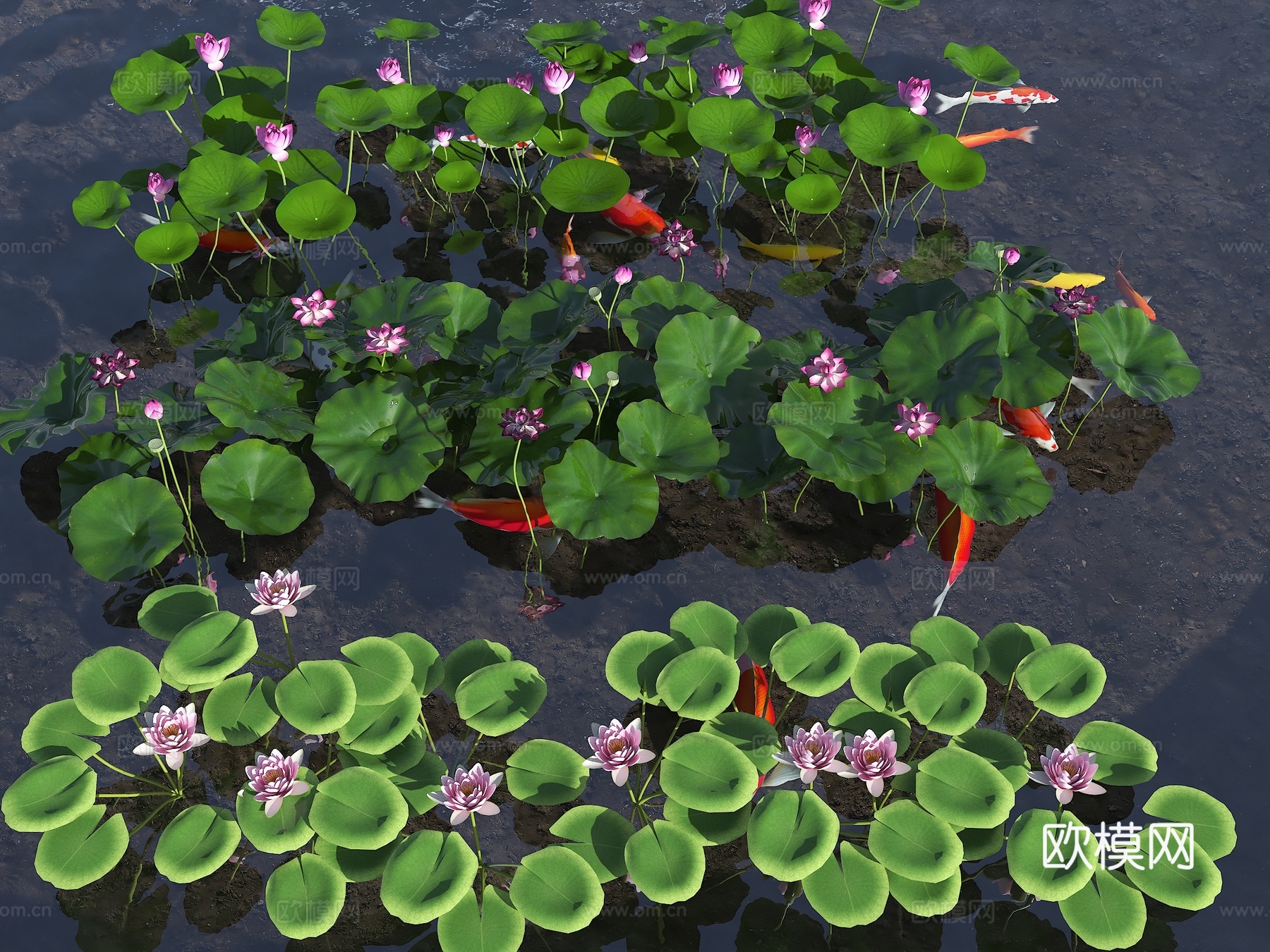 水池 荷花池 观赏锦鲤池 锦鲤 鱼 现代荷花 荷花组合3d模型