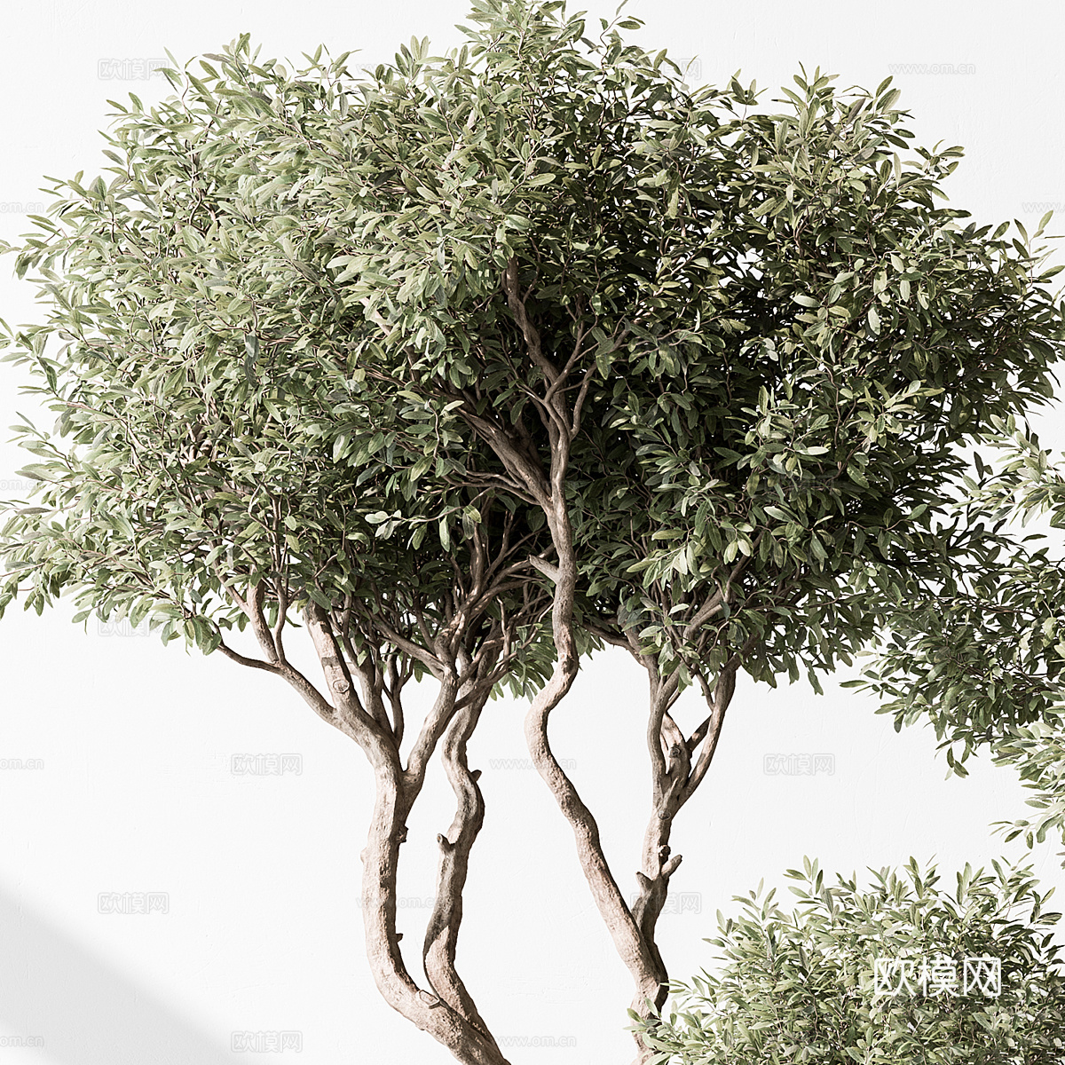 新中式侘寂绿植盆栽3d模型下载（渲染图2）