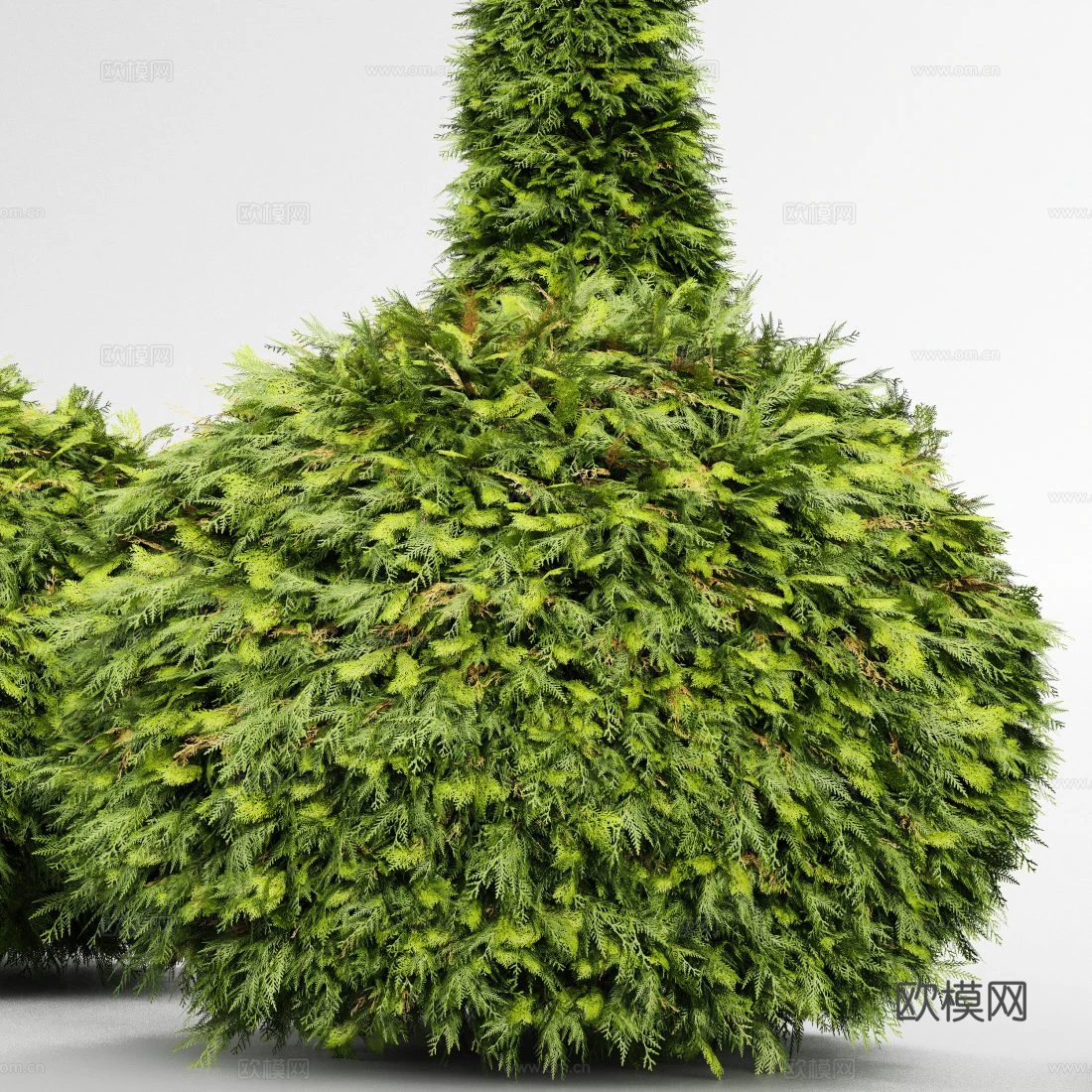 侧柏 灌木3d模型