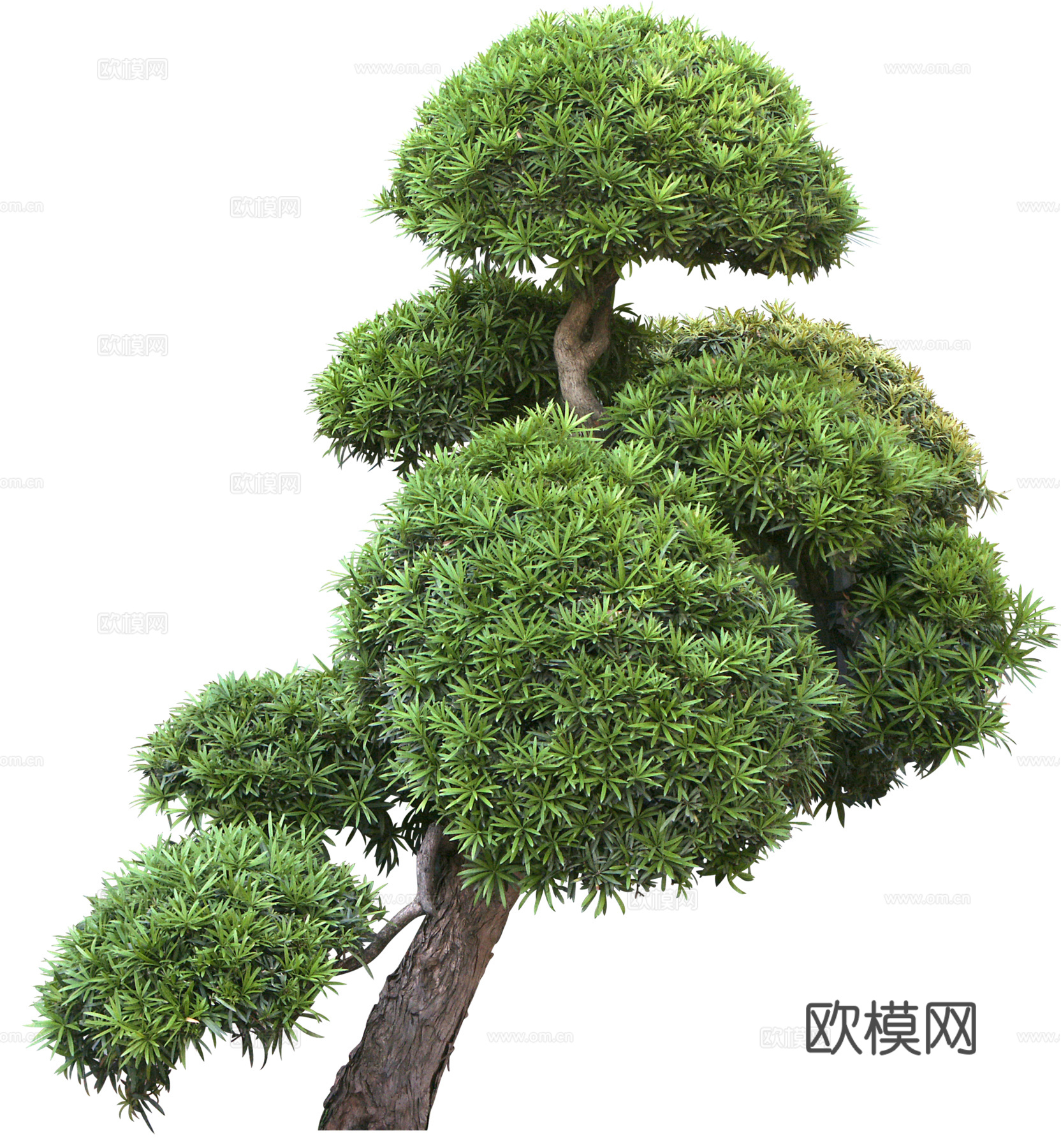 罗汉松植物免扣贴图