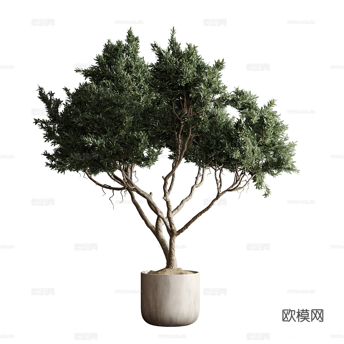 新中式侘寂绿植盆栽3d模型