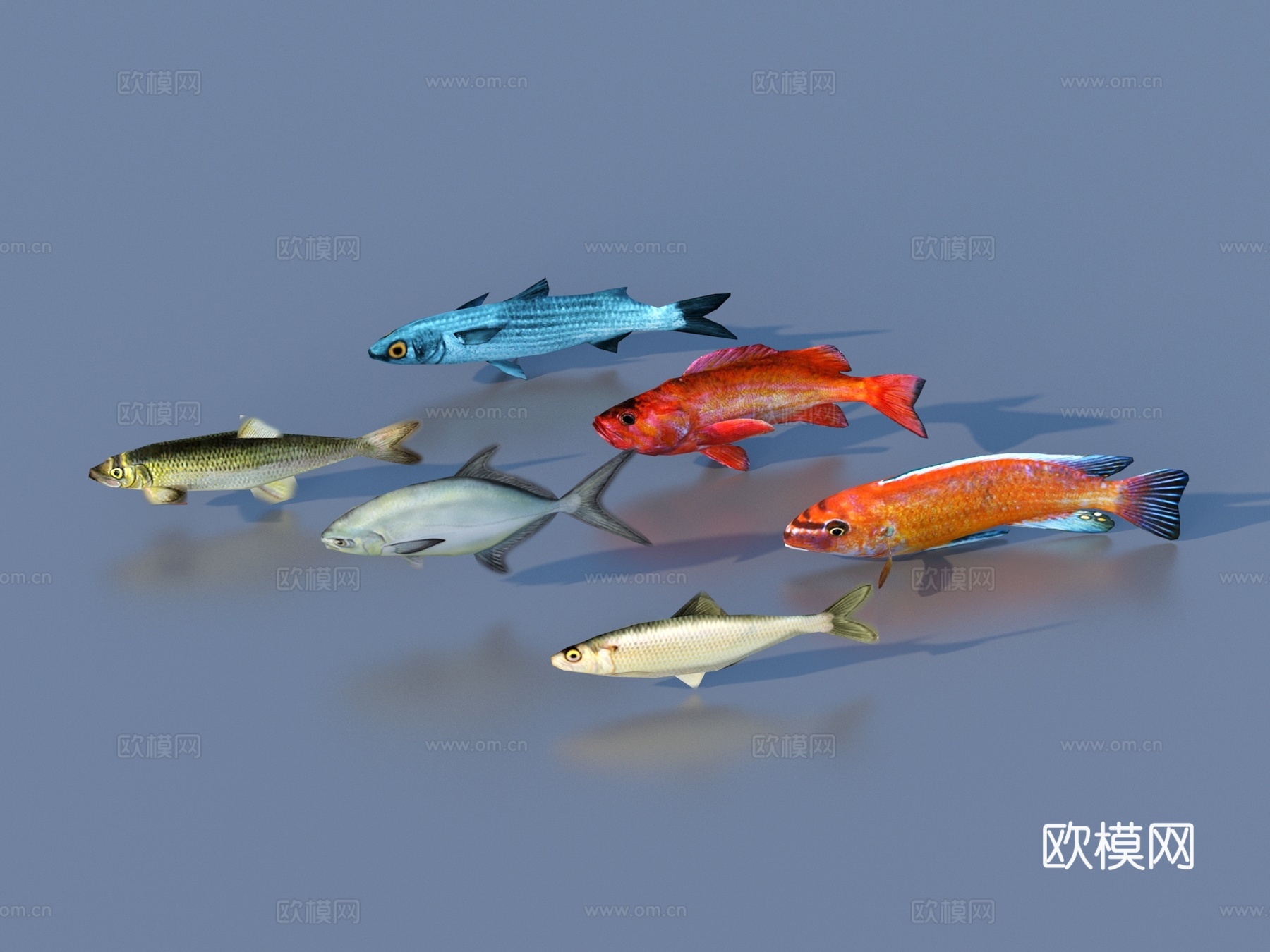 鱼 淡水鱼 海鱼 动物 游戏动物3d模型