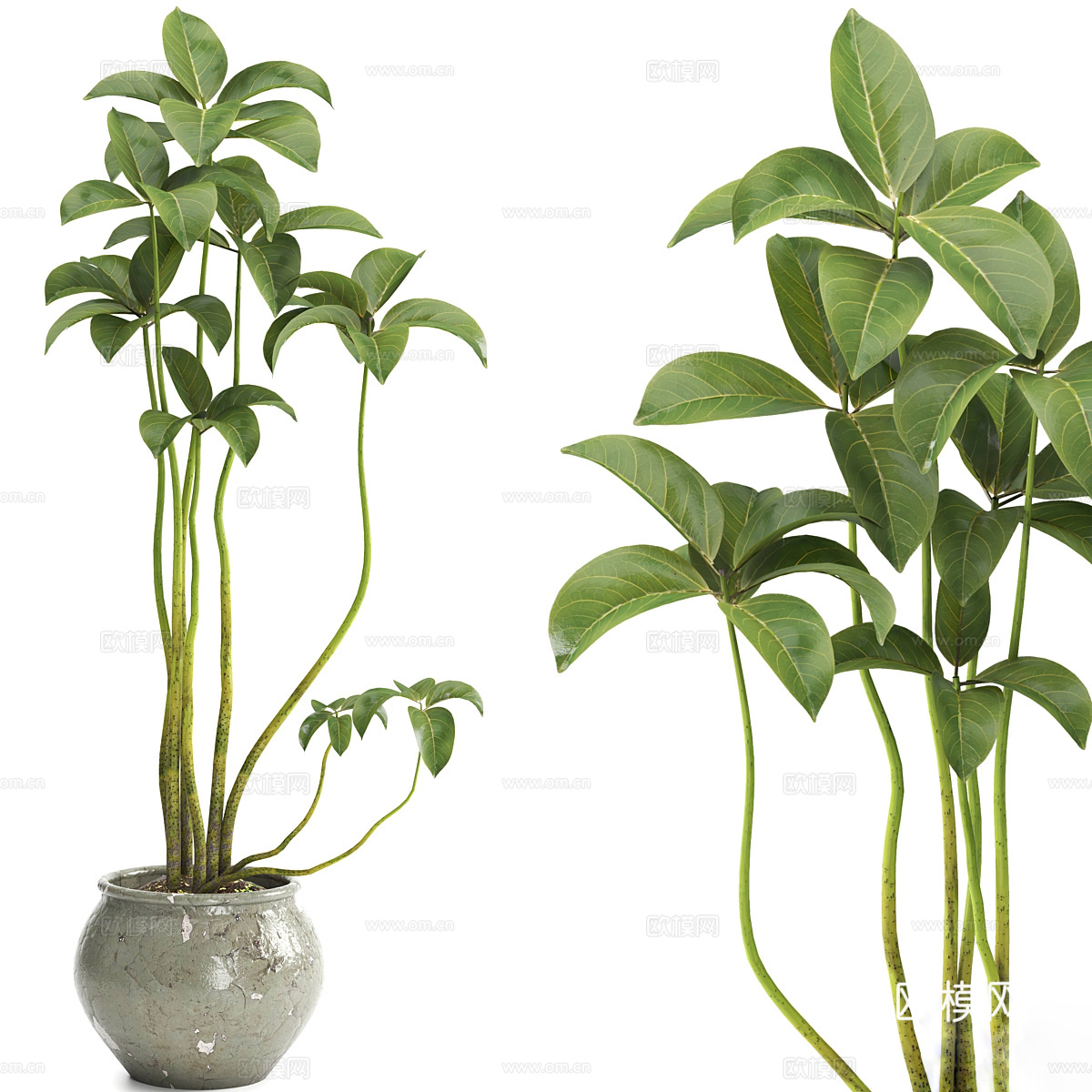 花瓶花卉3d模型