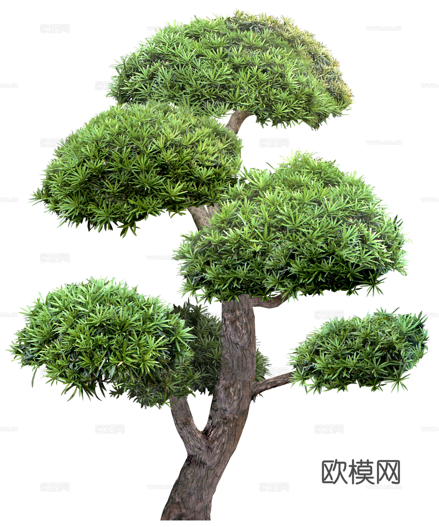 罗汉松植物