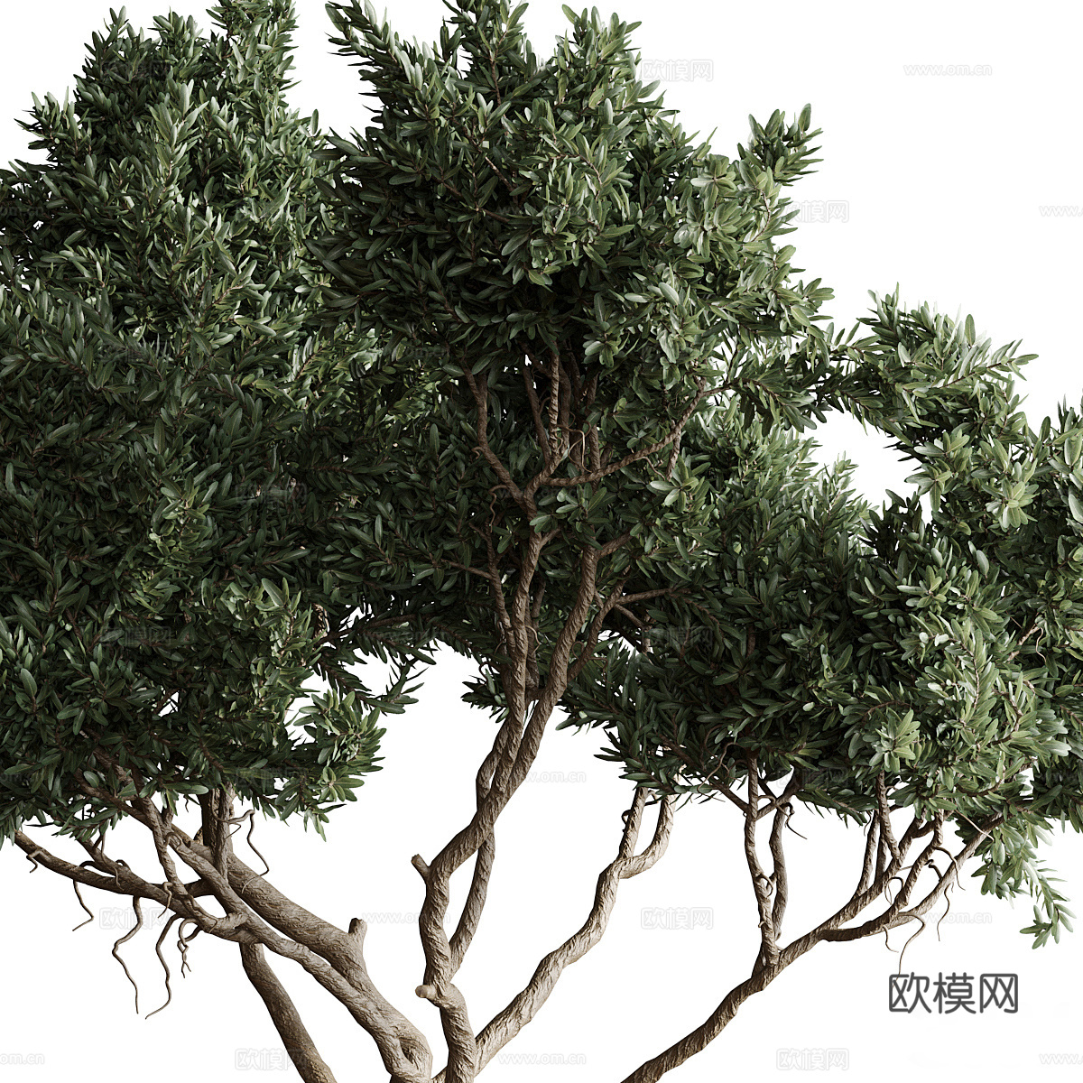 新中式侘寂绿植盆栽3d模型