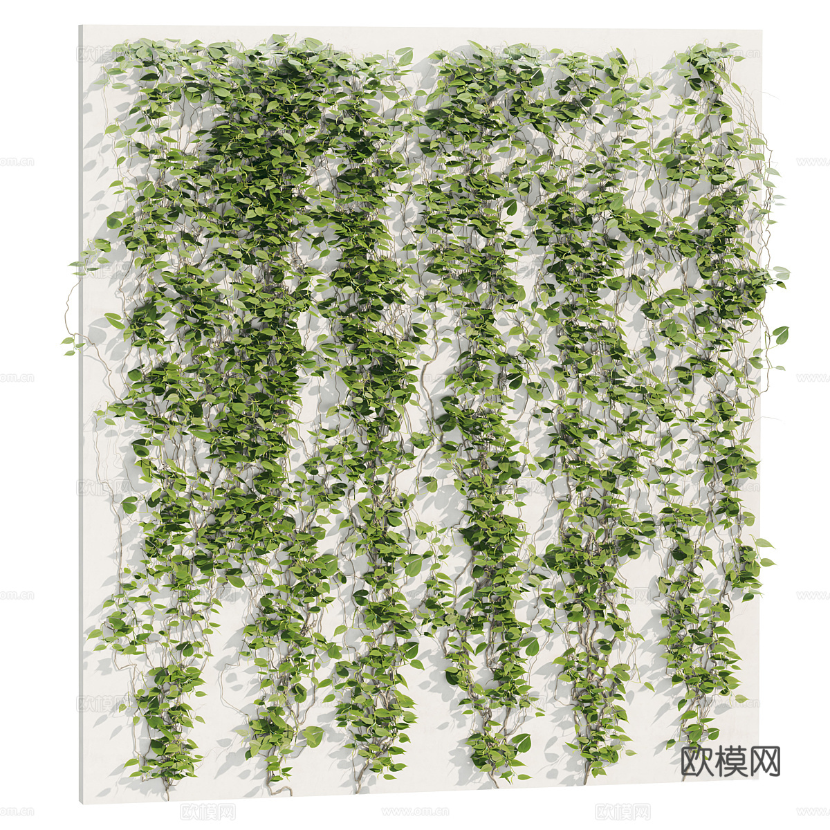 藤蔓 常春藤 爬山虎3d模型