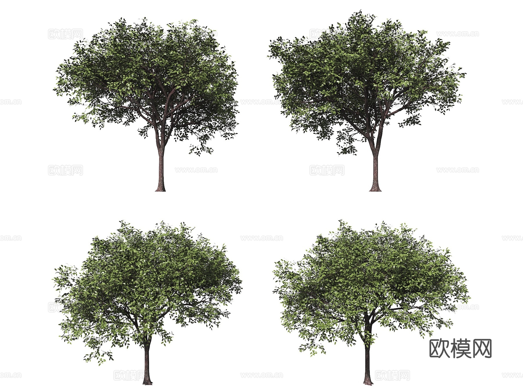 行道树 树林 香樟树 乔木 植物树木 鸟瞰树 配景树3d模型