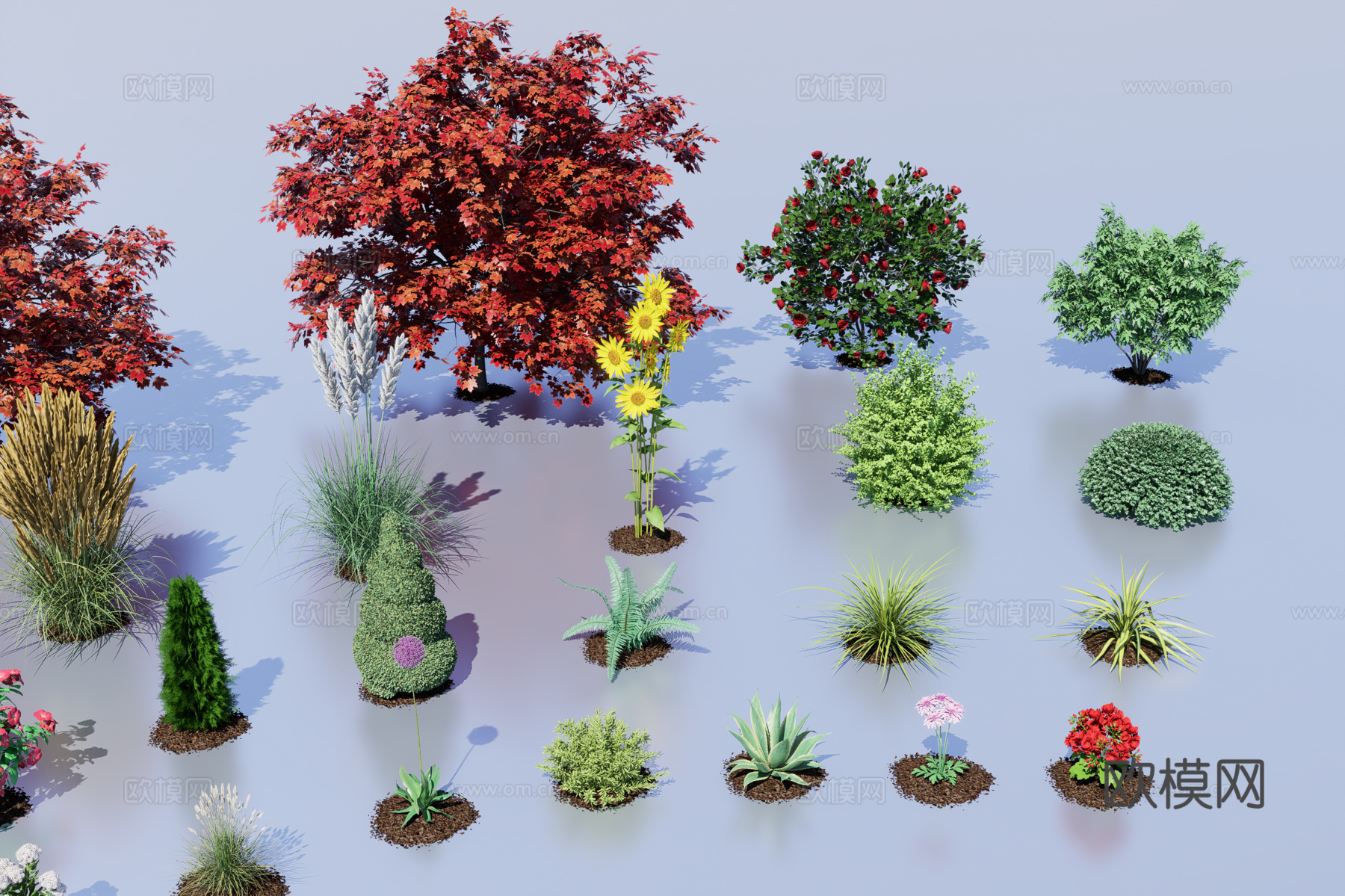 园艺植物3d模型